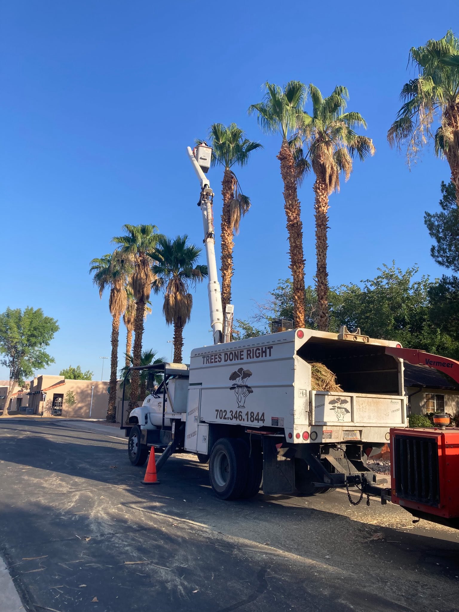 A tree service truck with a crane lifting palm tree fronds among tall palm trees and clear blue sky in a suburban neighborhood.