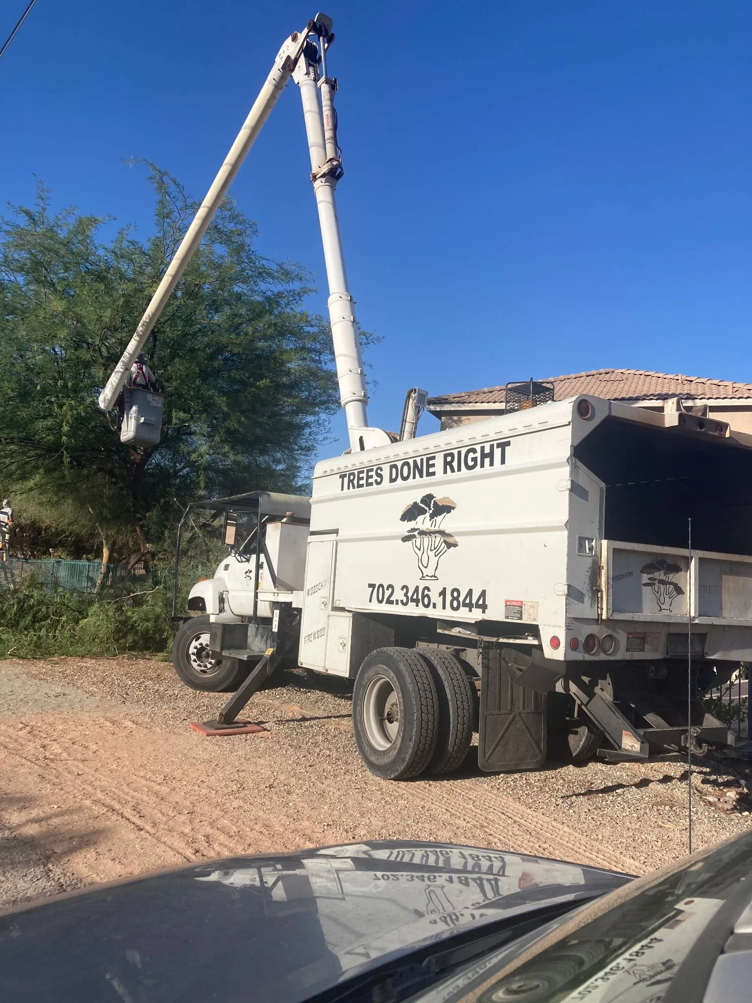 A tree removal truck with an elevated boom and bucket, trimming a tall tree against a clear blue sky.