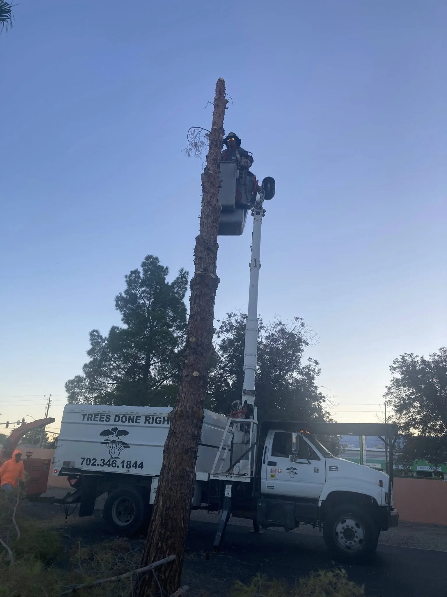 A worker in a bucket lift trimming a tall tree next to a parked utility truck with the words 'Trees Done Right' and a phone number on its side. The scene takes place outdoors during early evening or late afternoon.