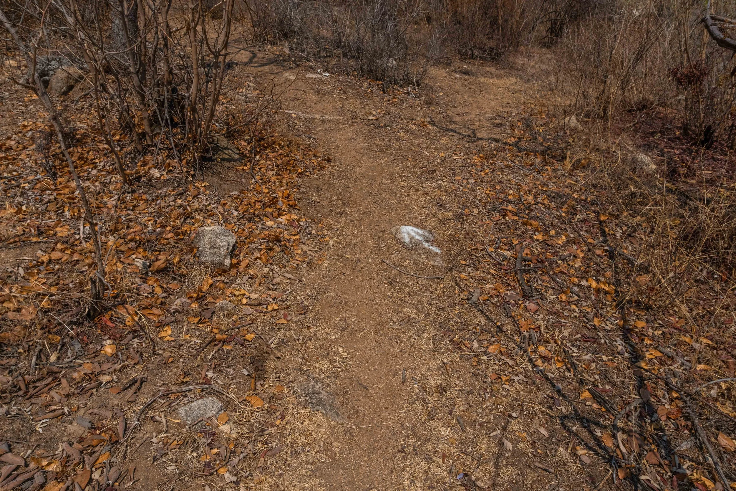 A dirt trail in a dry, leaf-covered forest with sparse, leafless shrubs and small rocks.