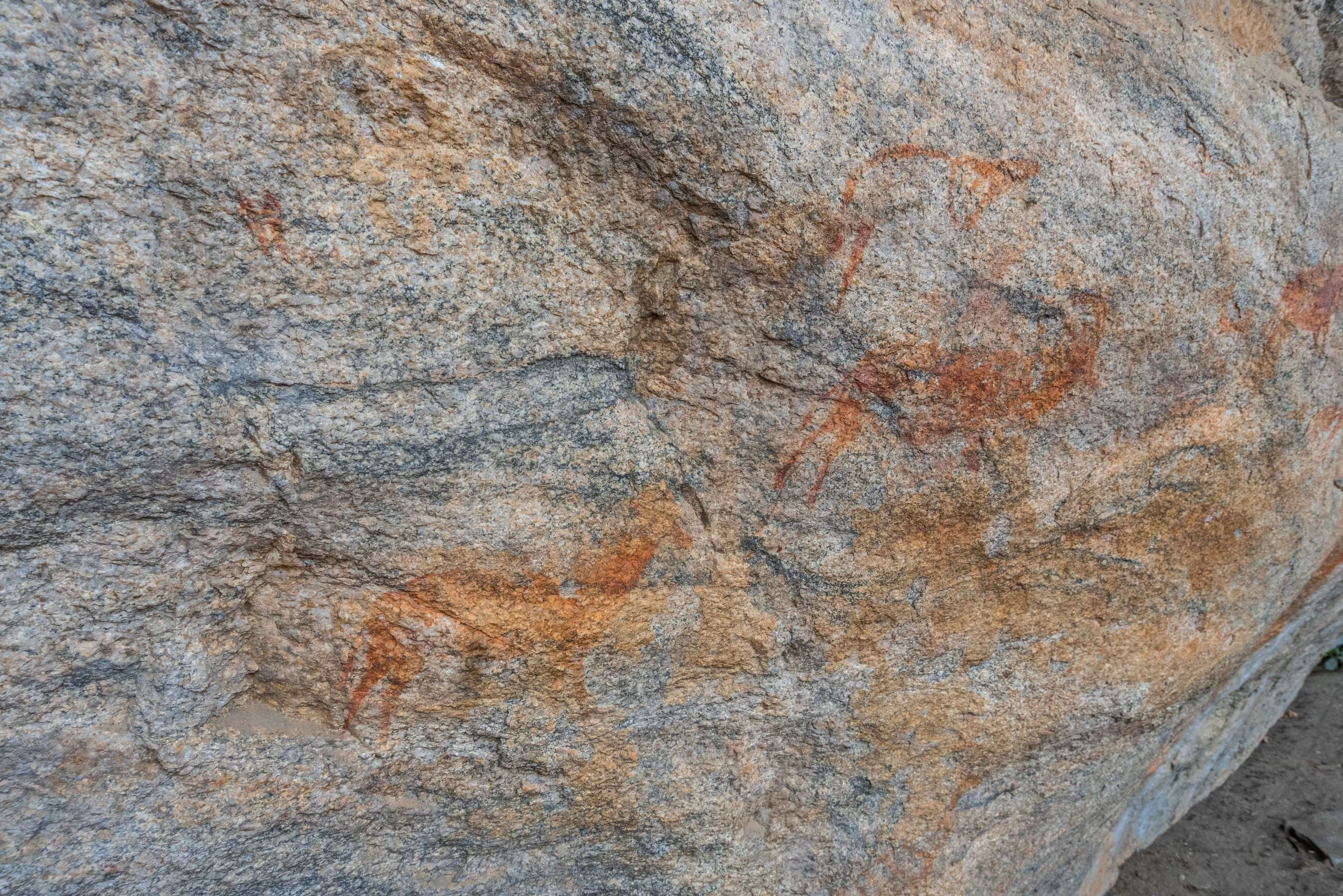 Prehistoric cave painting of two orange animals with horns, possibly representing sable antelopes, on a textured beige rock surface.