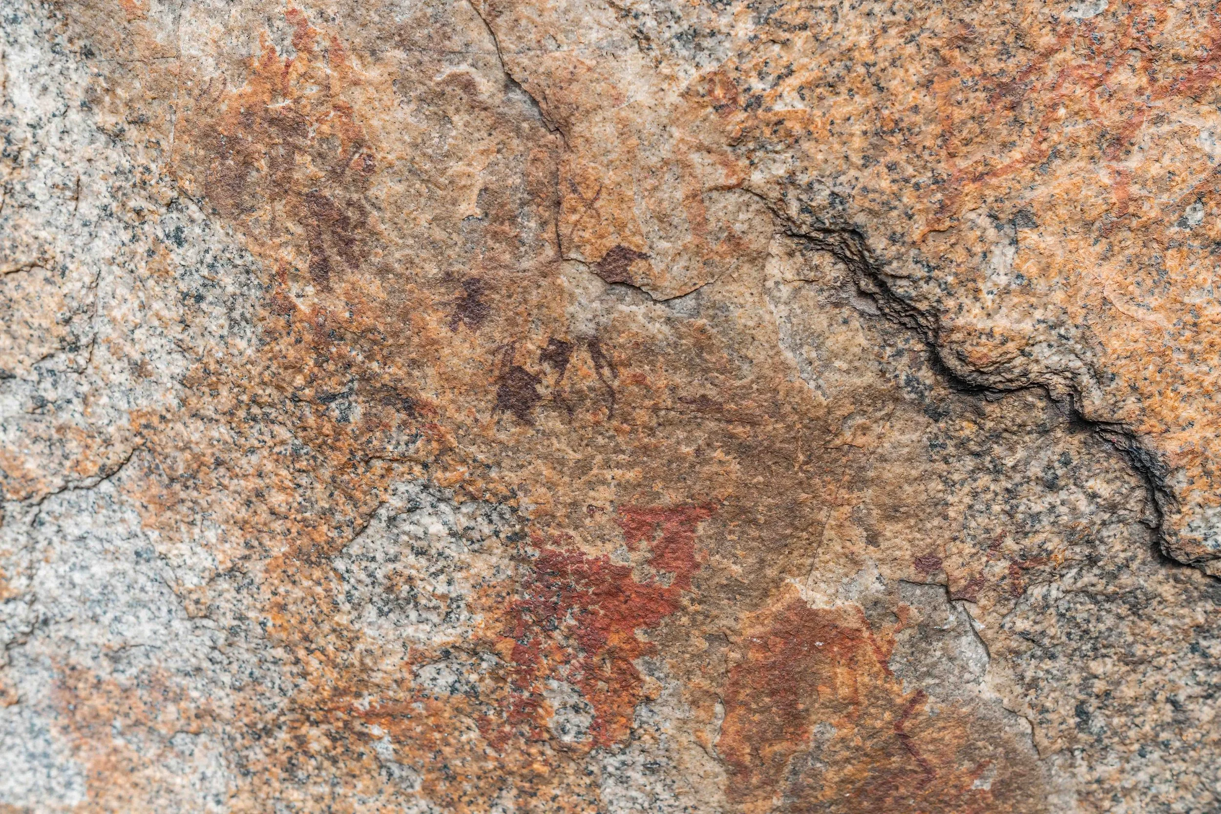 Ancient rock surface with petroglyphs of several leaves and roots in reddish and brown hues.