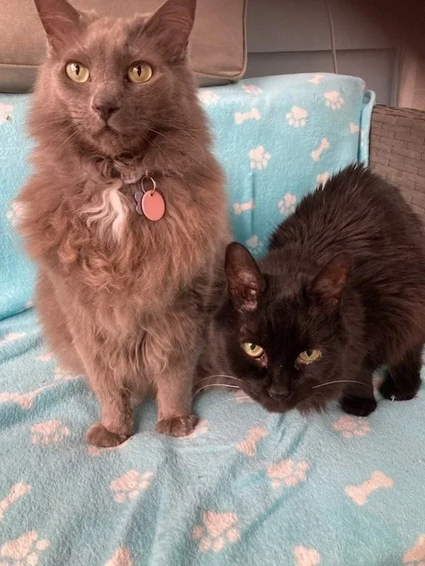 Protected, Cared For, Reunited