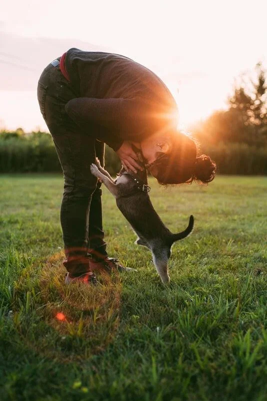 A person bending over in a field, holding a cat gently with the sunset in the background.