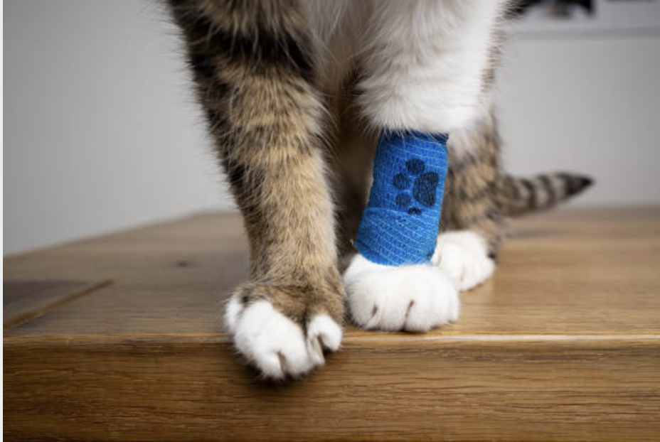 Close-up of a cat's paws with a blue bandage wrapped around one leg on a wooden surface