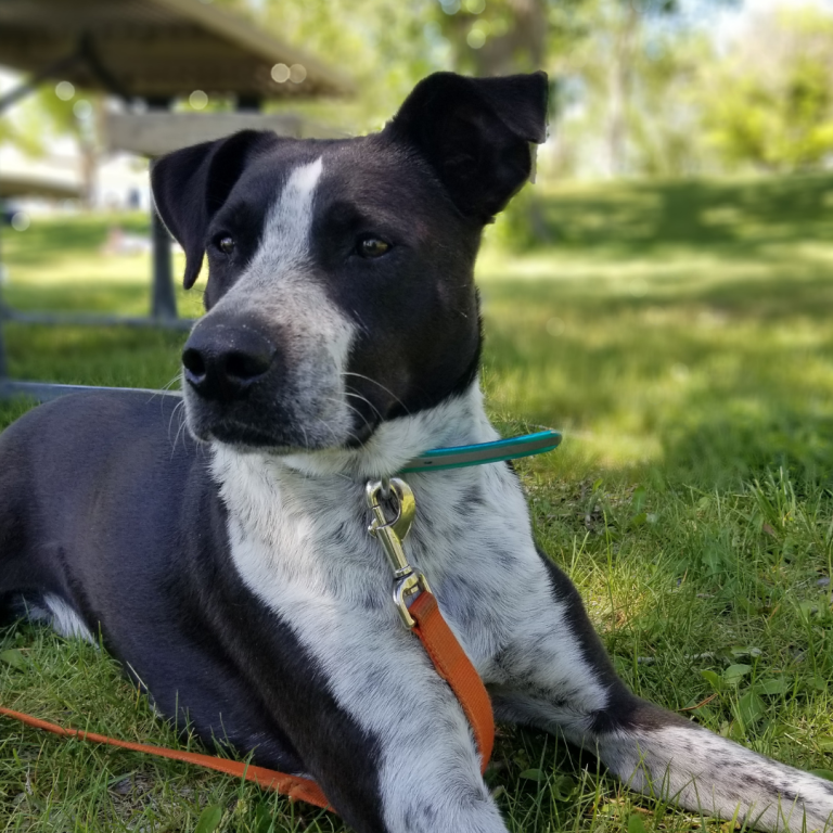 A black and white dog lying on green grass in a park, with a collar and leash, looking to the side.