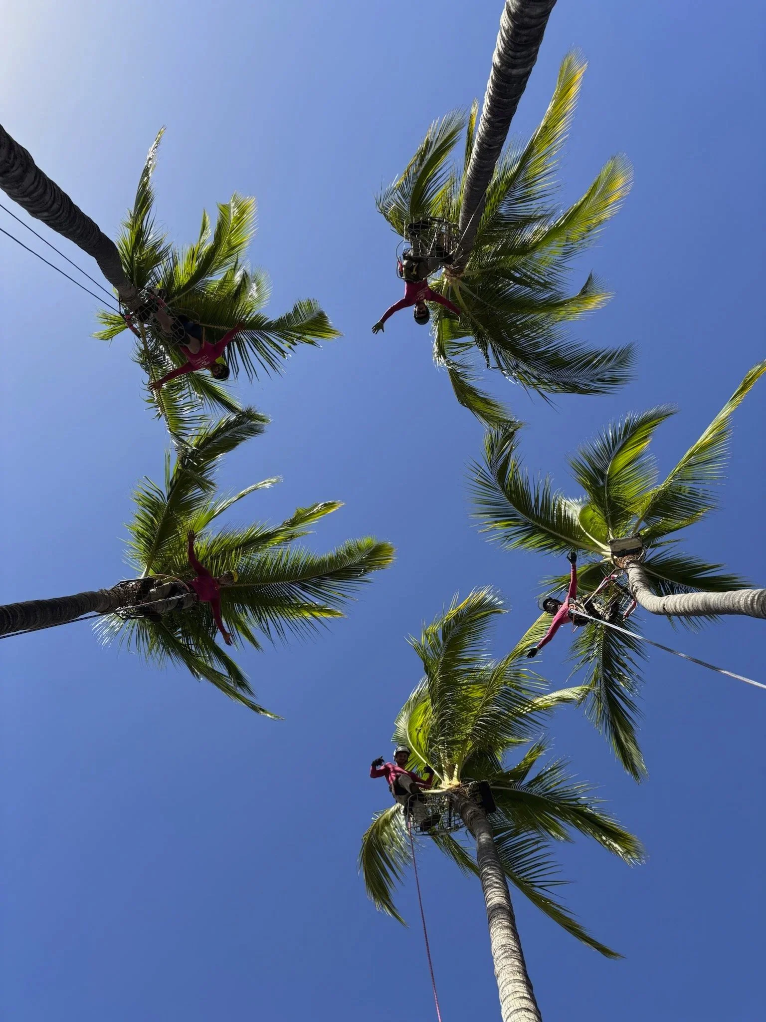 Mass Production Palm Trimming