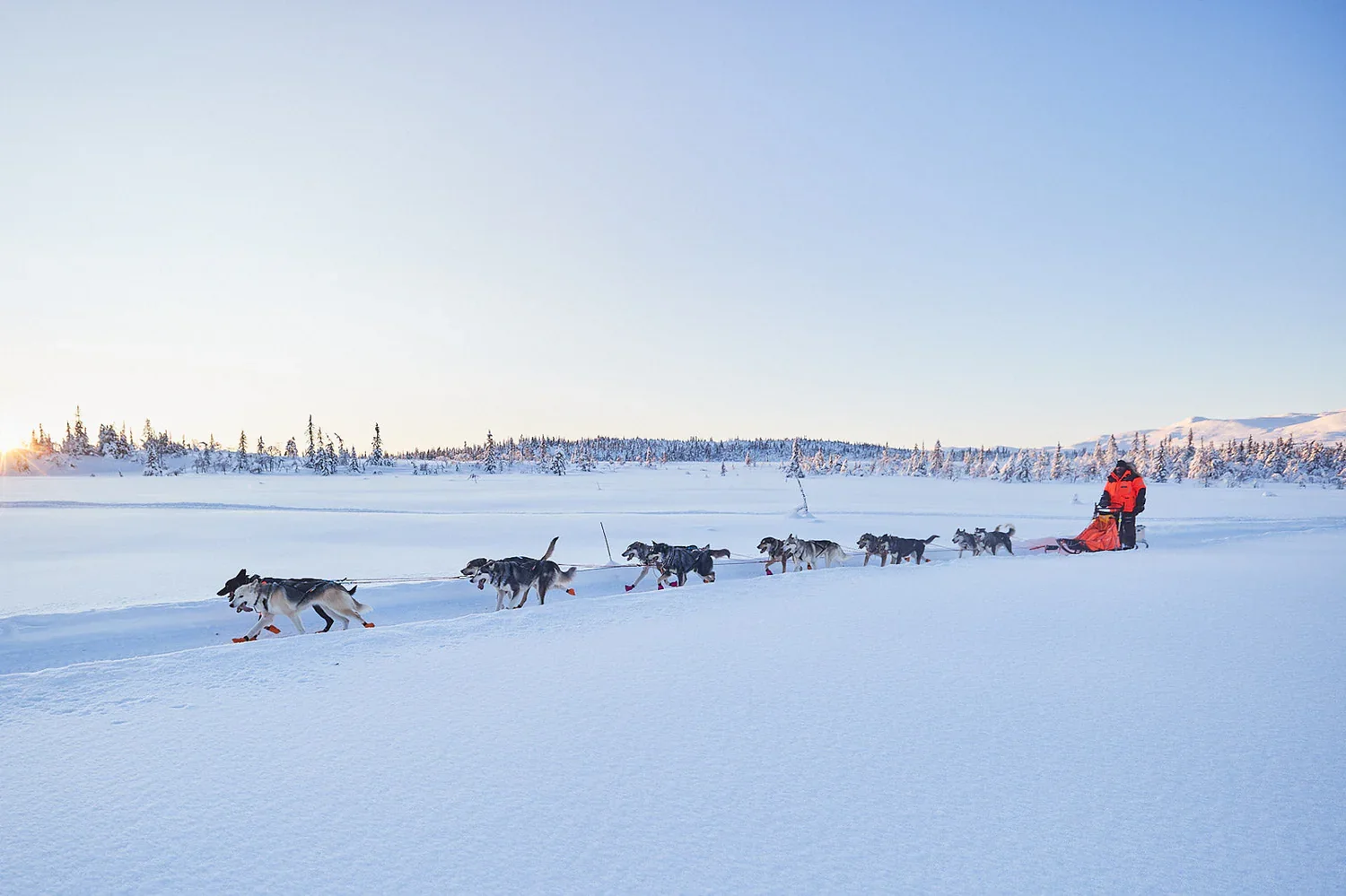 A person in orange winter gear riding a dog sled pulled by a team of huskies across snow-covered landscape at sunrise or sunset.