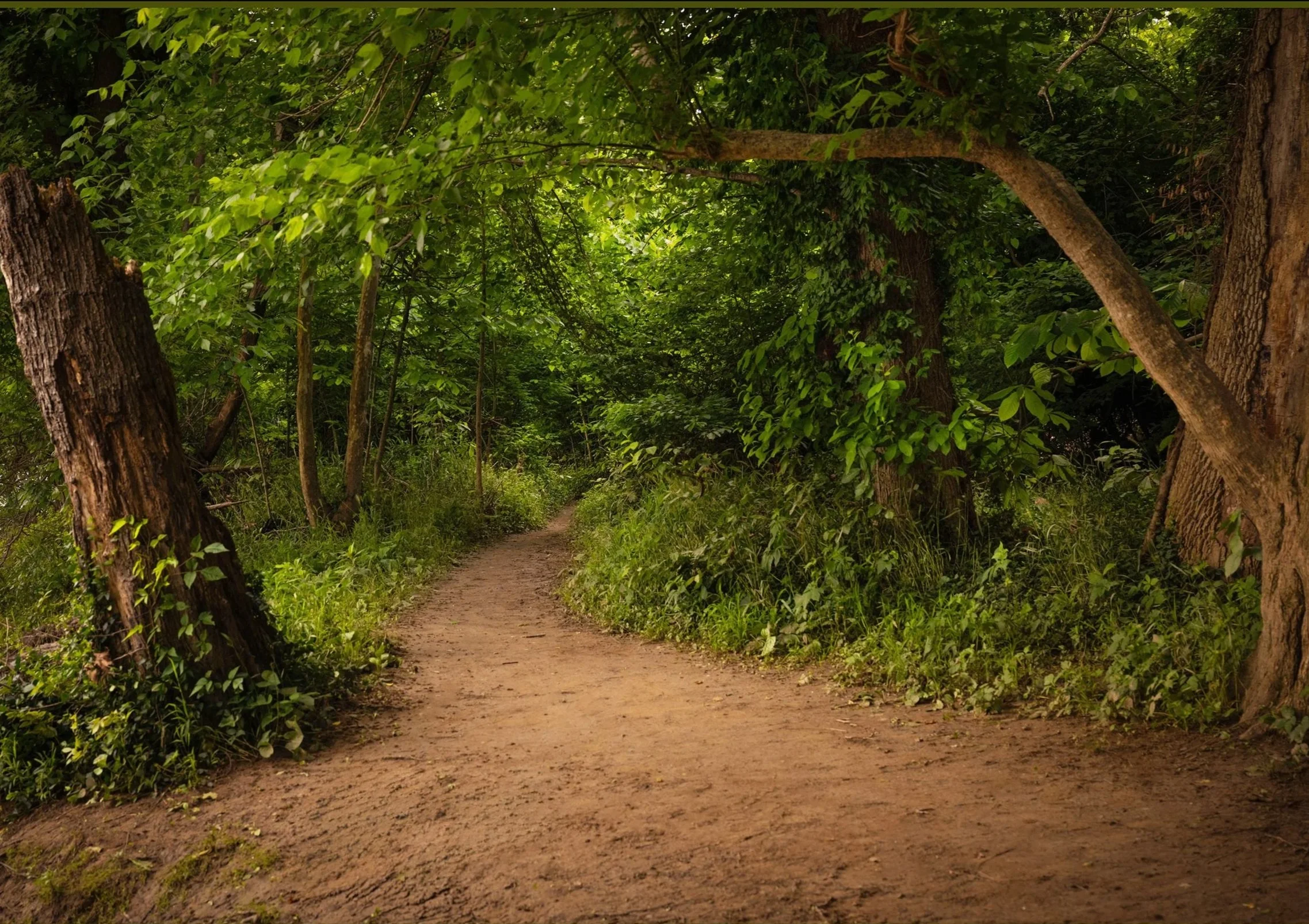 Intimate Landscapes