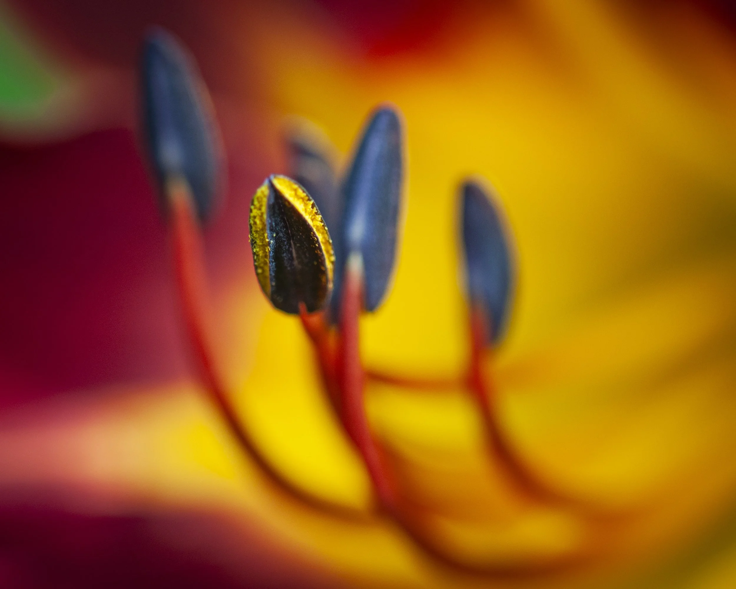 Buds, Petals, and Stamens