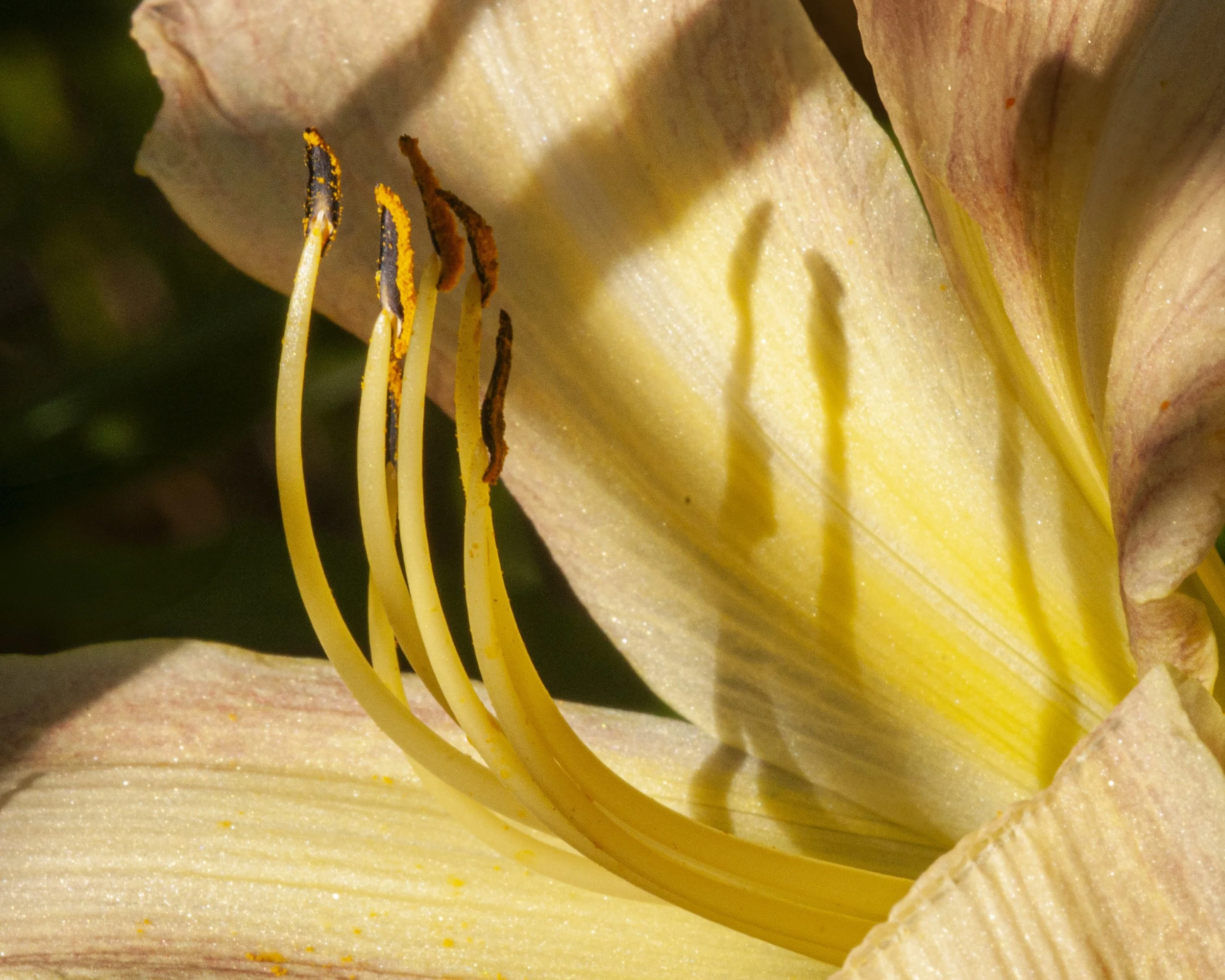 Day Lily