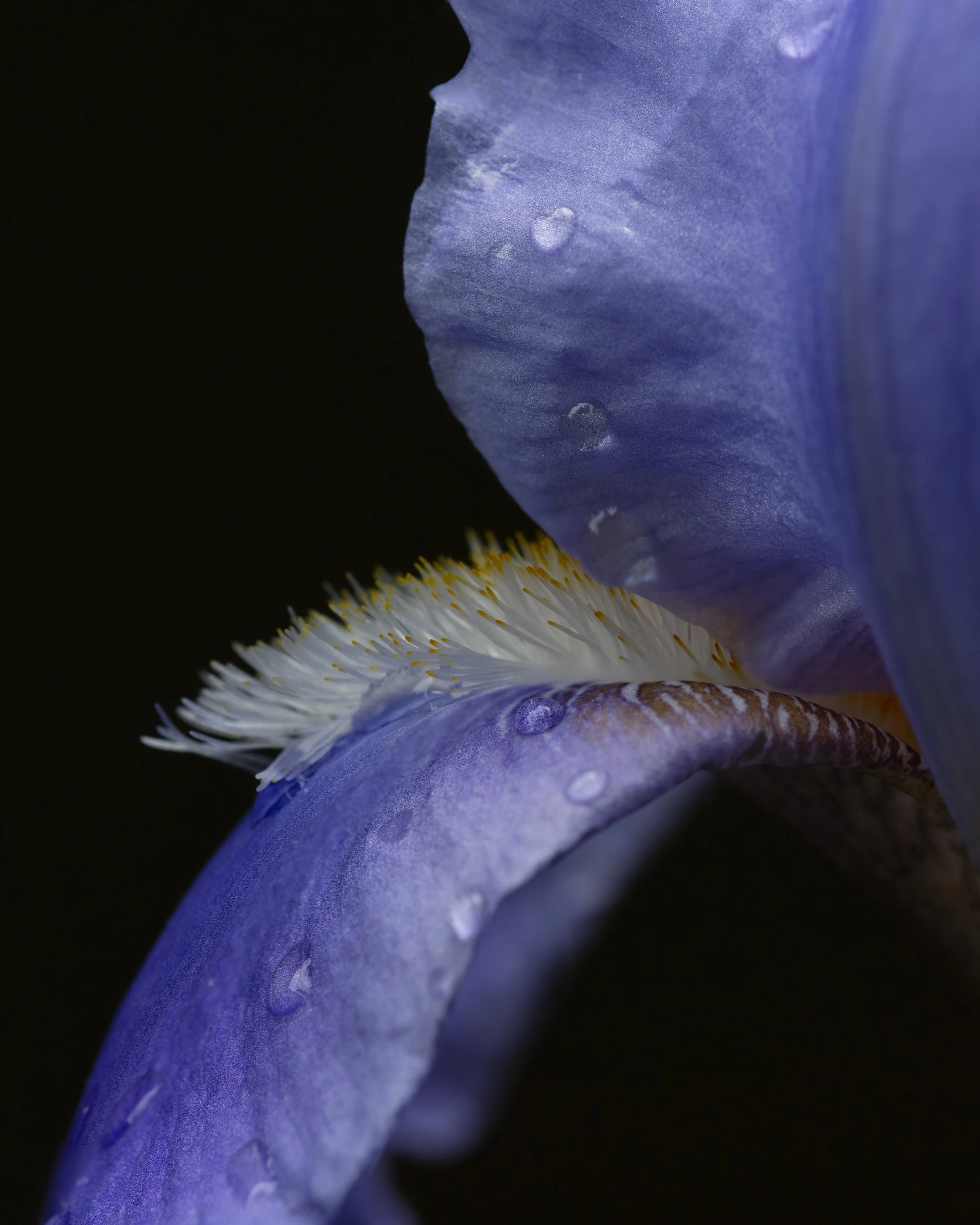 Bearded Iris