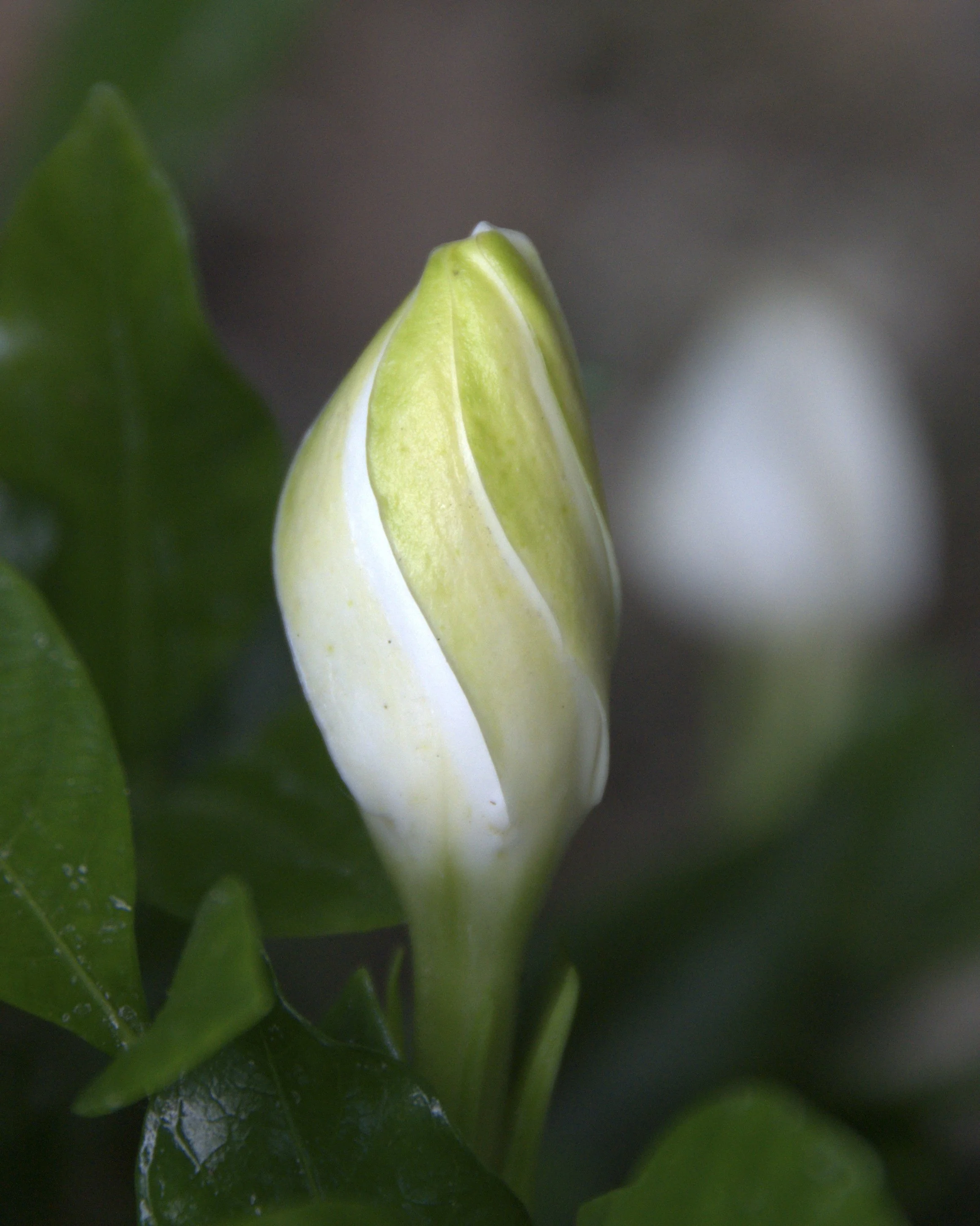 Gardenia