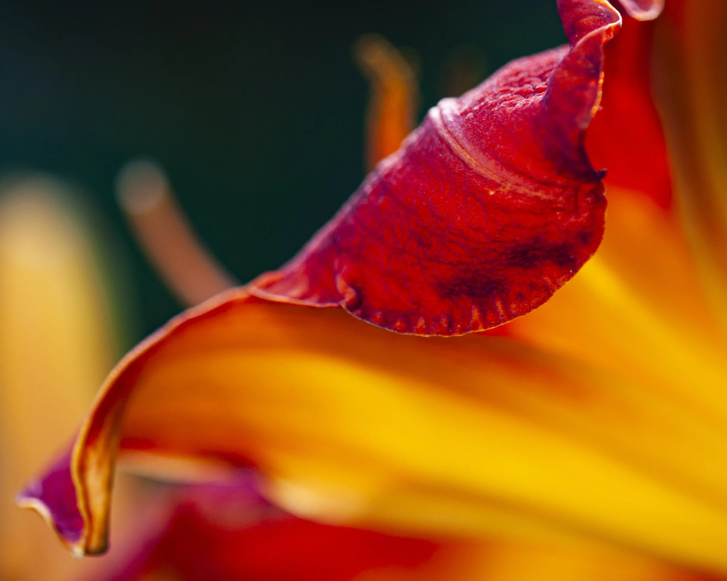 Day Lily
