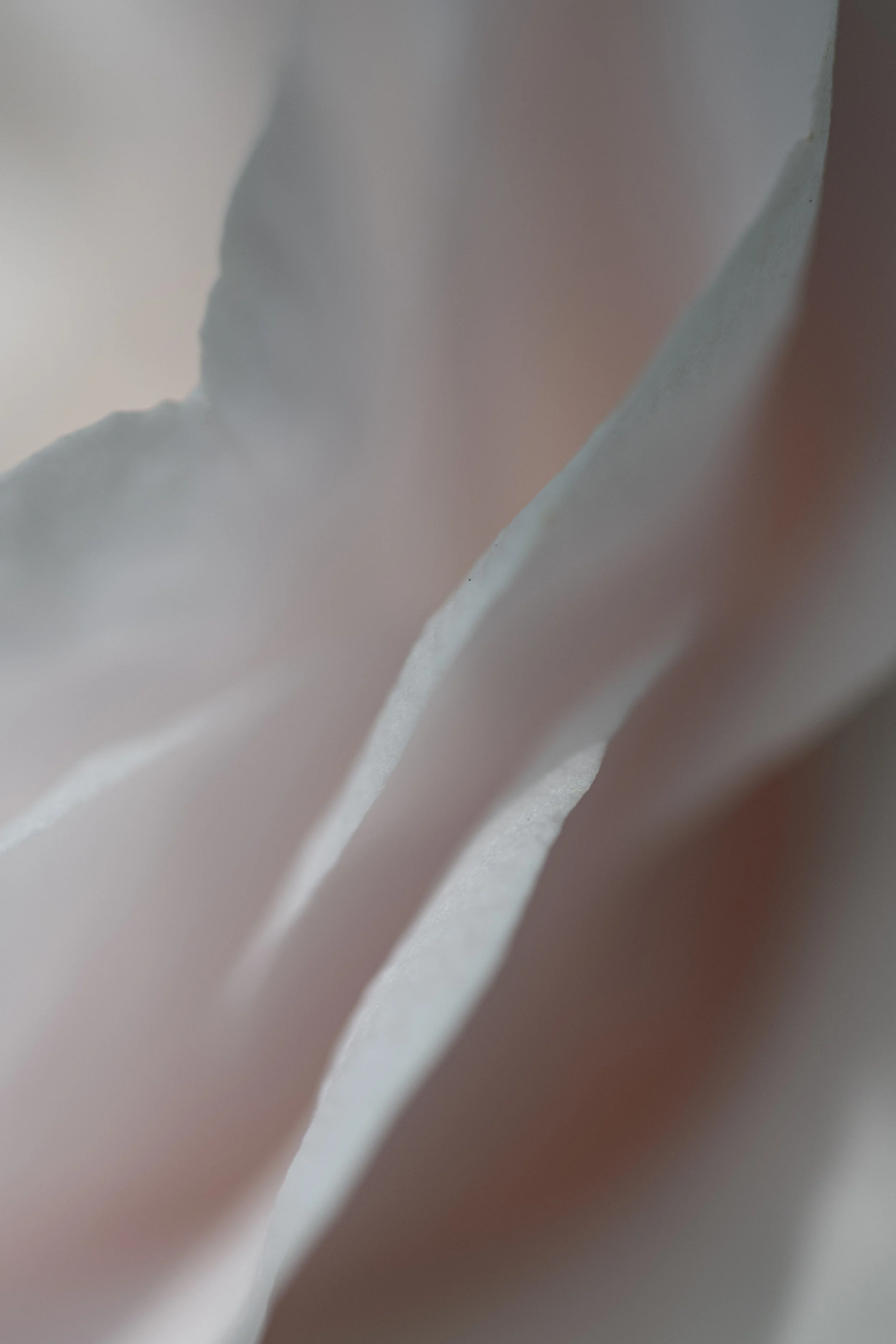 Camelia