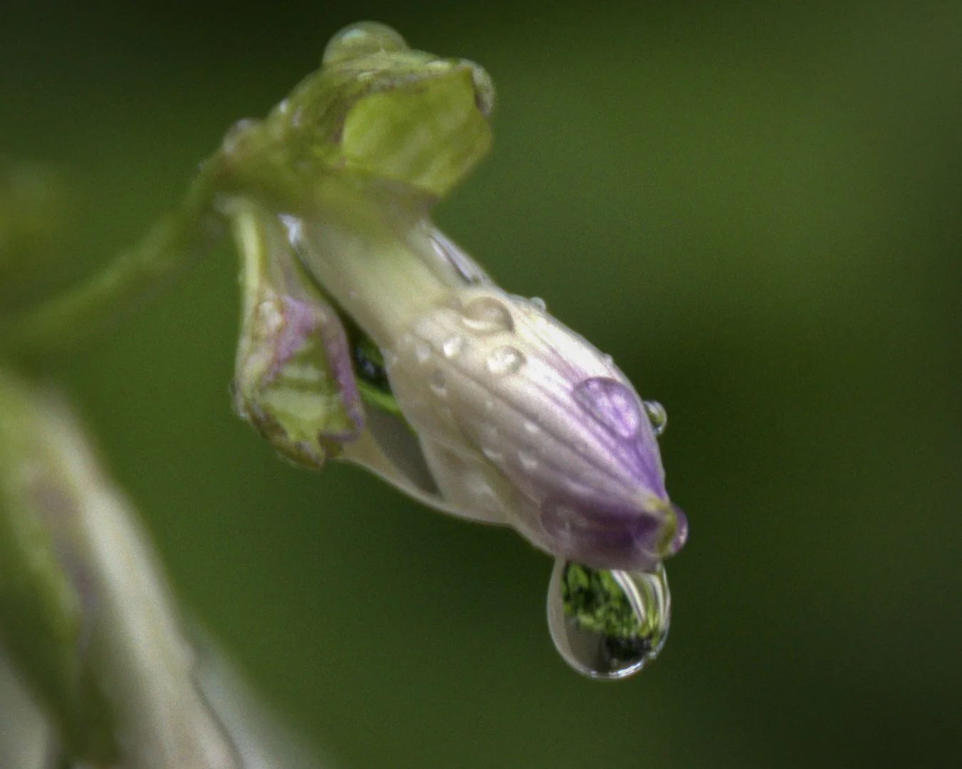 Hosta