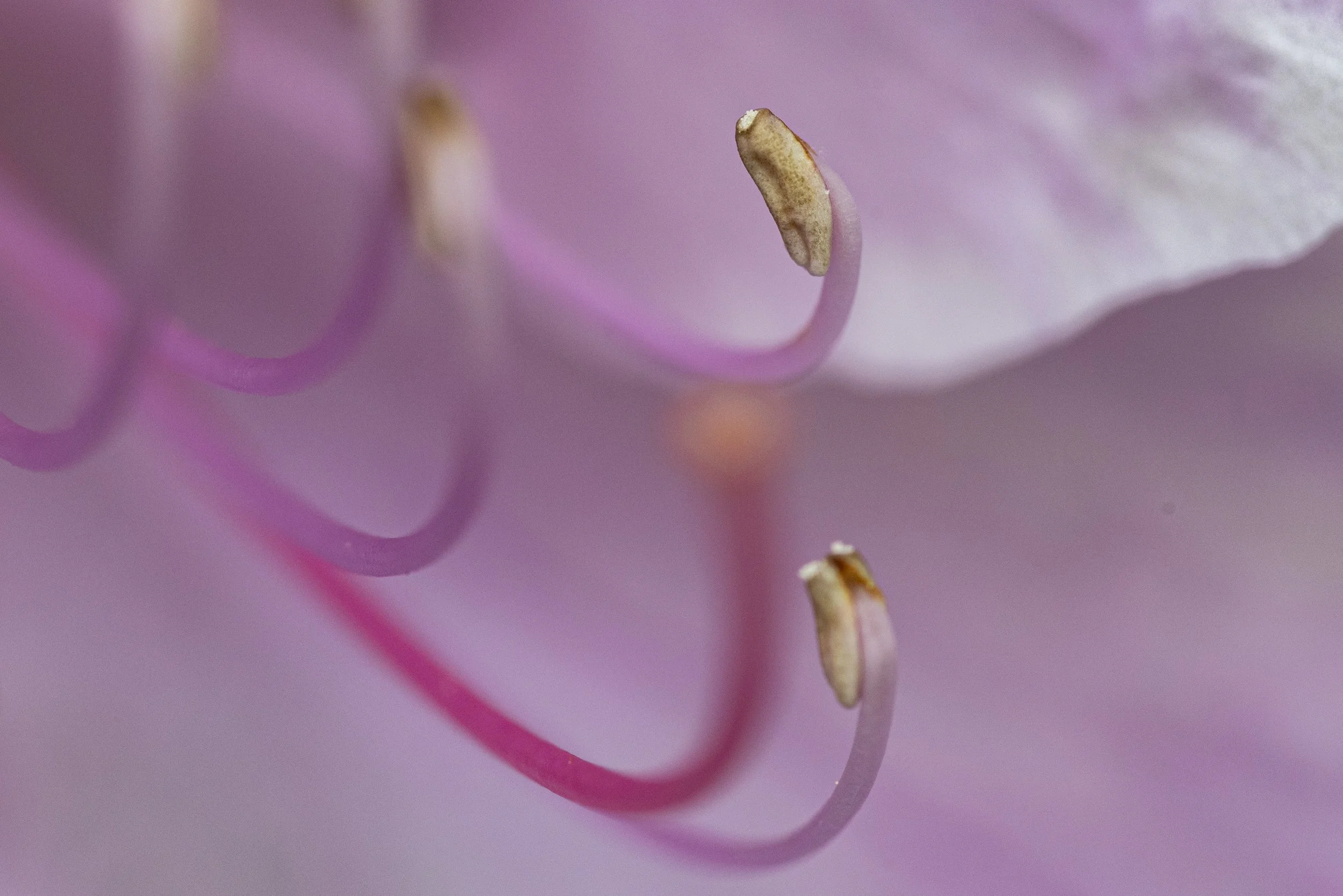 Azalea