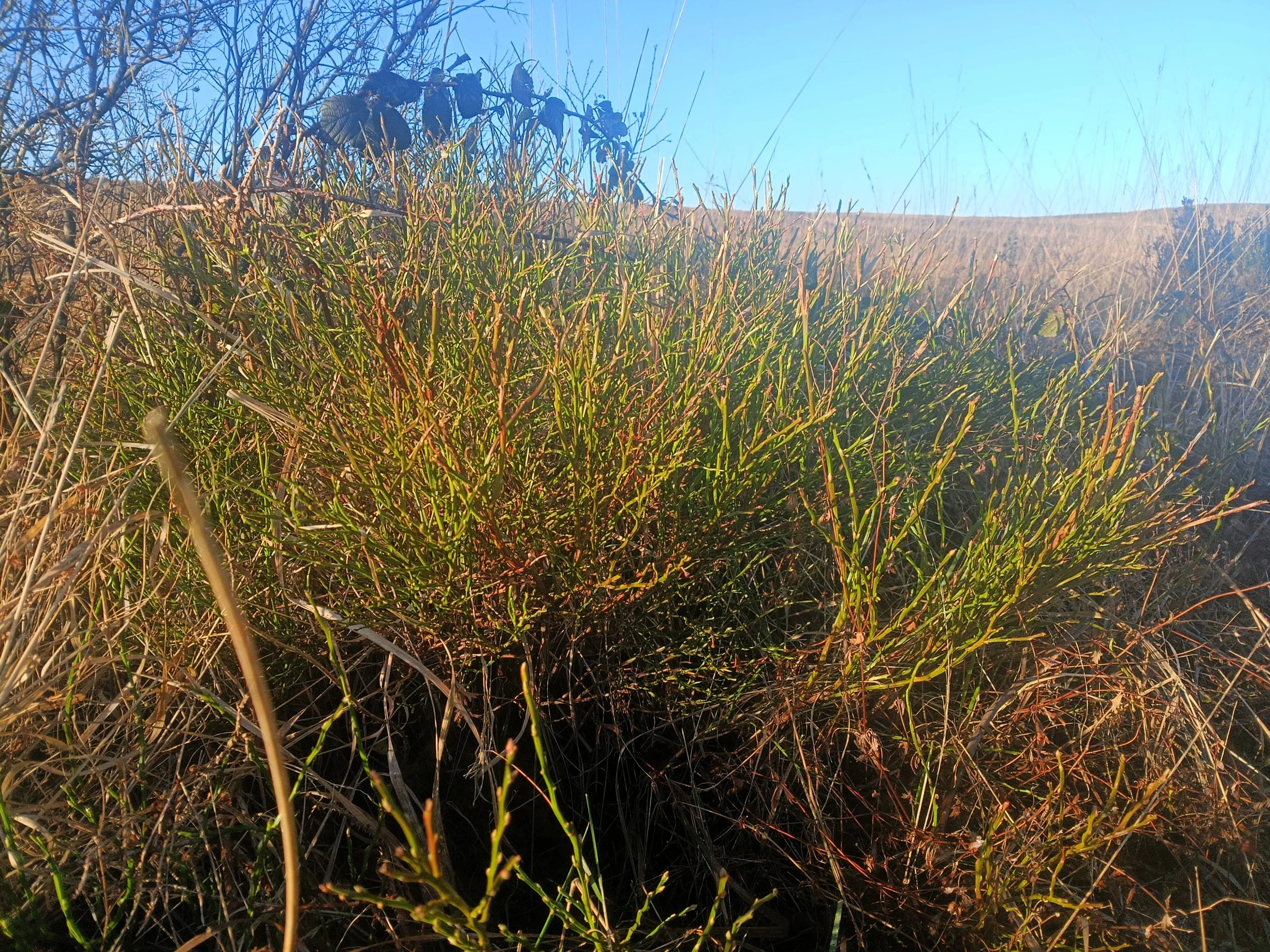Close-up of green and brown grass and shrubbery with a hillside and a clear blue sky in the background.