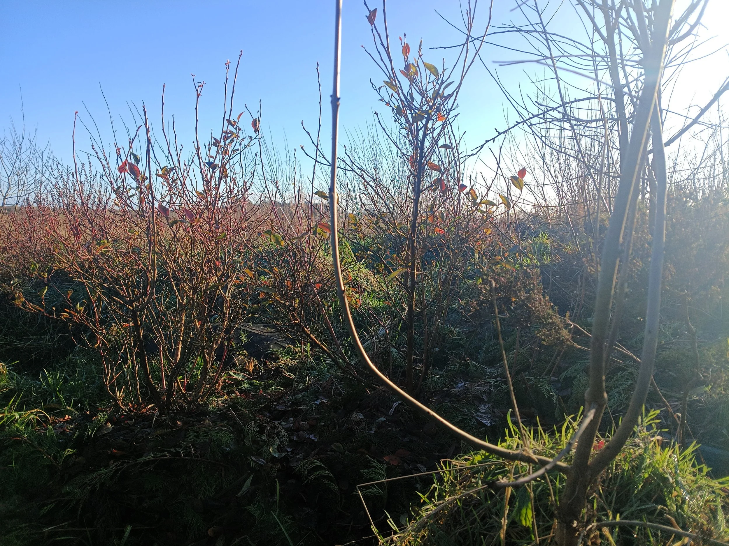 A field of shrubs and small plants with some red and green leaves, under clear blue sky with sunlight shining from the right.
