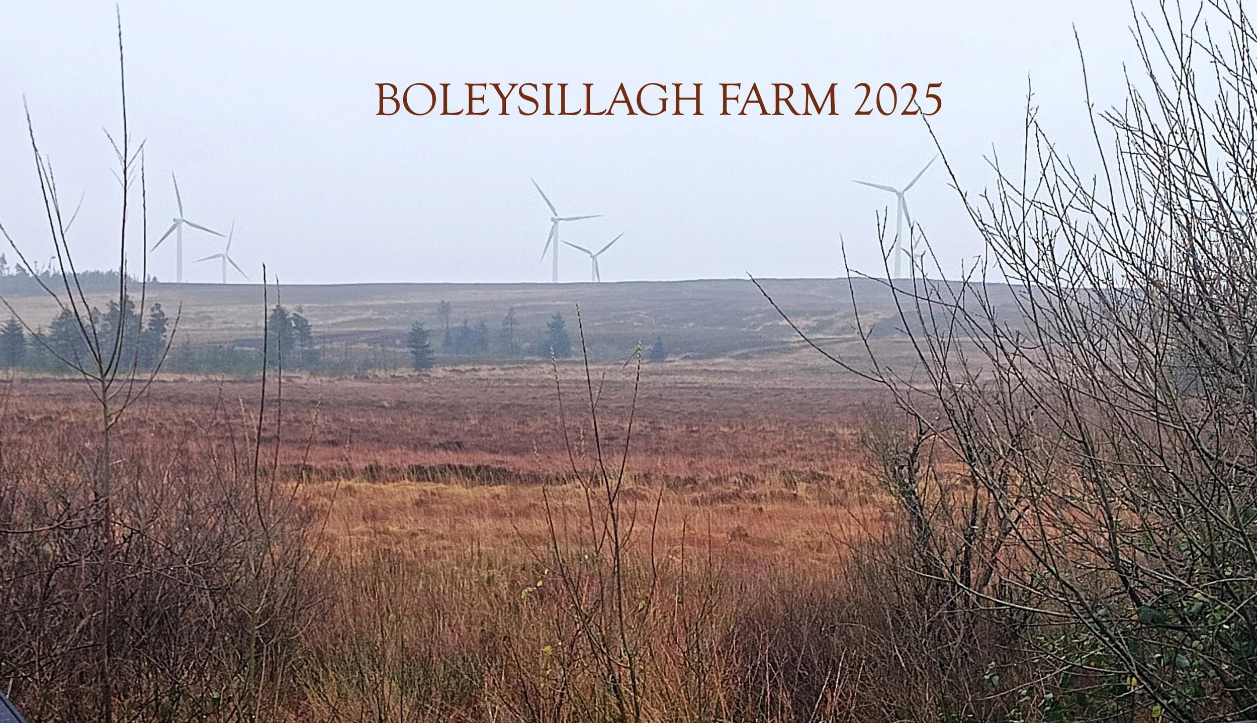 Landscape view of BoLe Ysillagh Farm 2025 with wind turbines in the background and leafless bushes in the foreground.