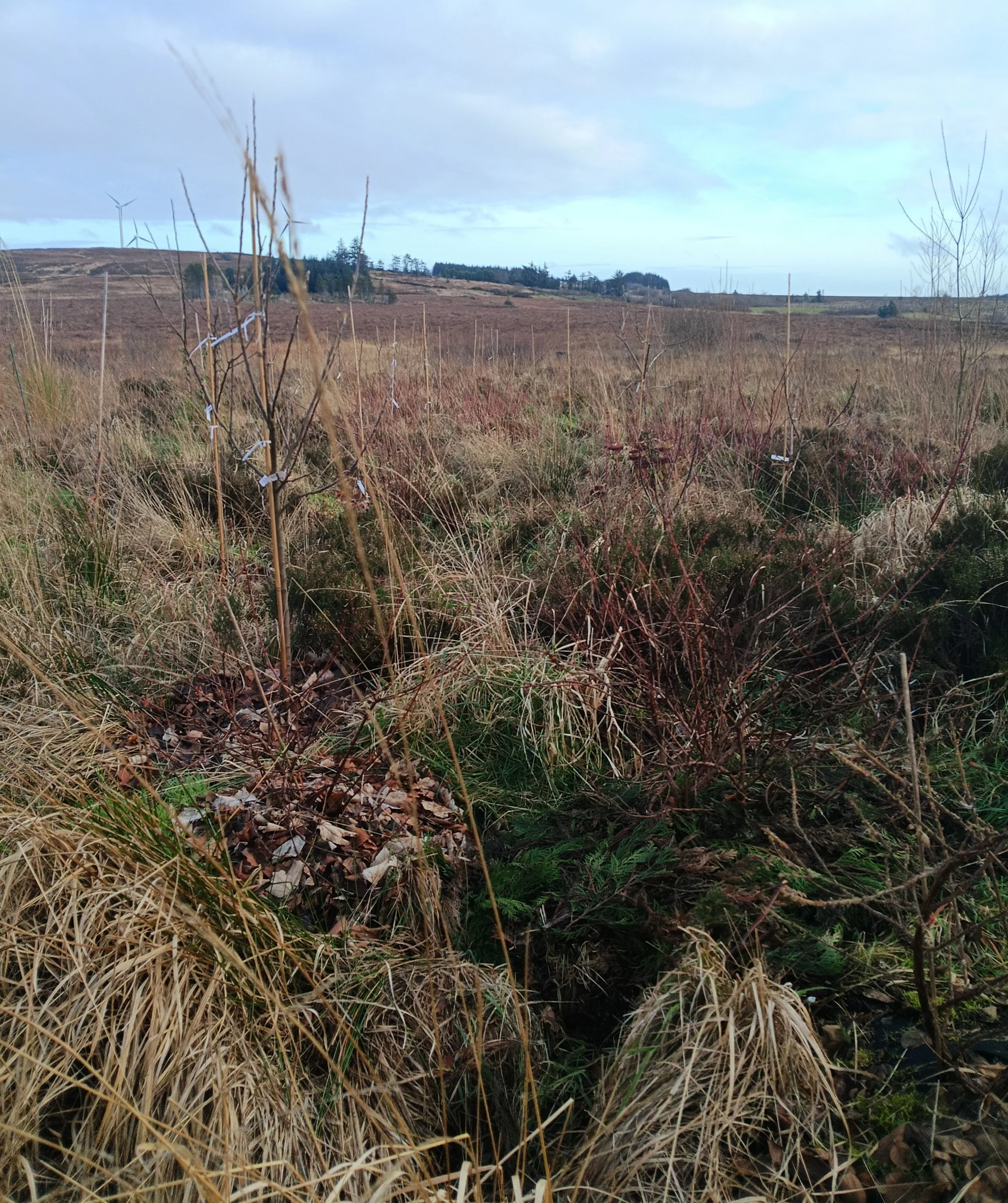 Open field with dry grass, sparse bushes, wind turbines in the distance, cloudy sky.