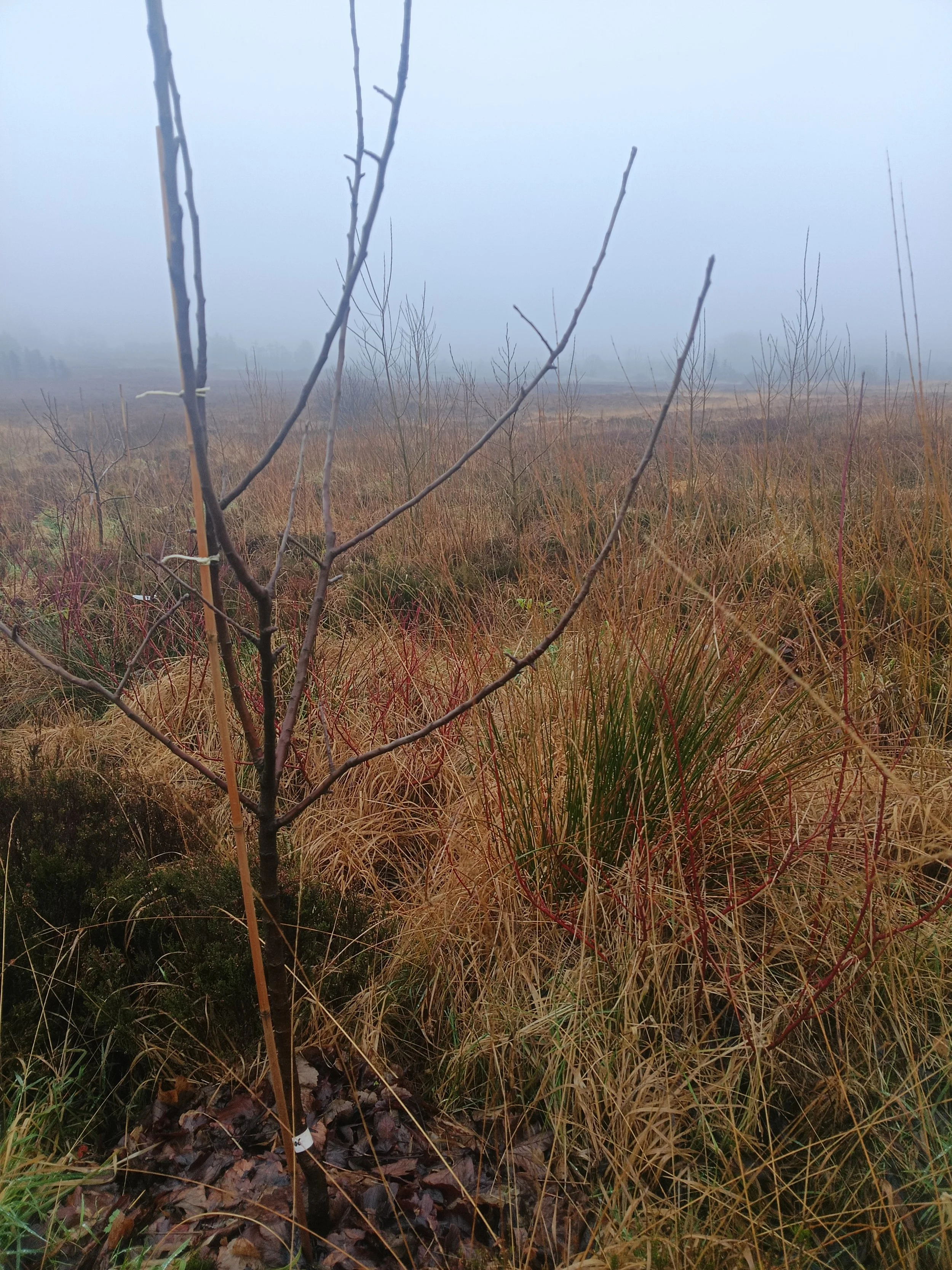 A foggy, open field with dry grass, sparse trees, and low shrubs under a gray sky.