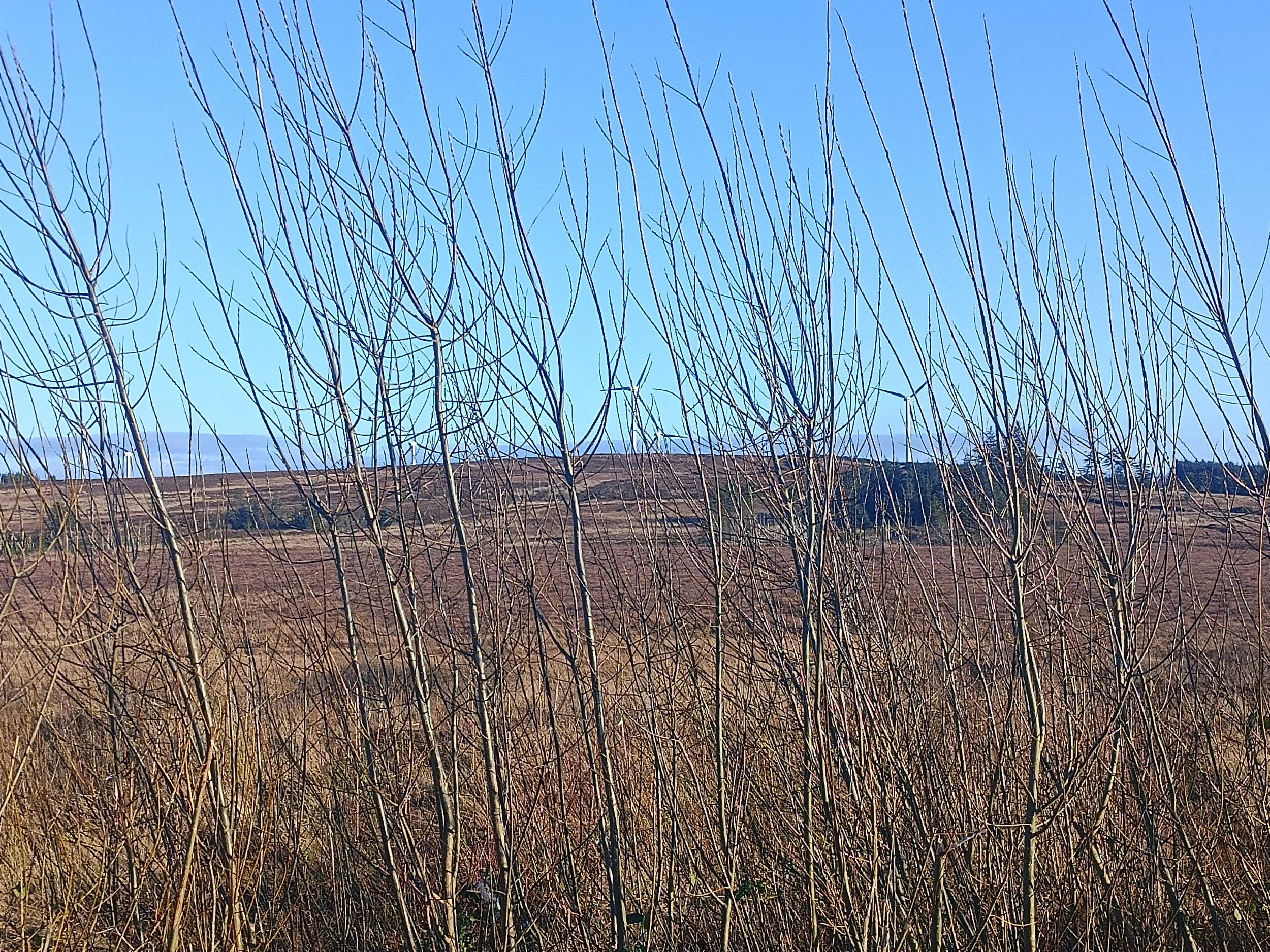 A scenic landscape of dry grass, leafless trees, hills, and a clear blue sky.