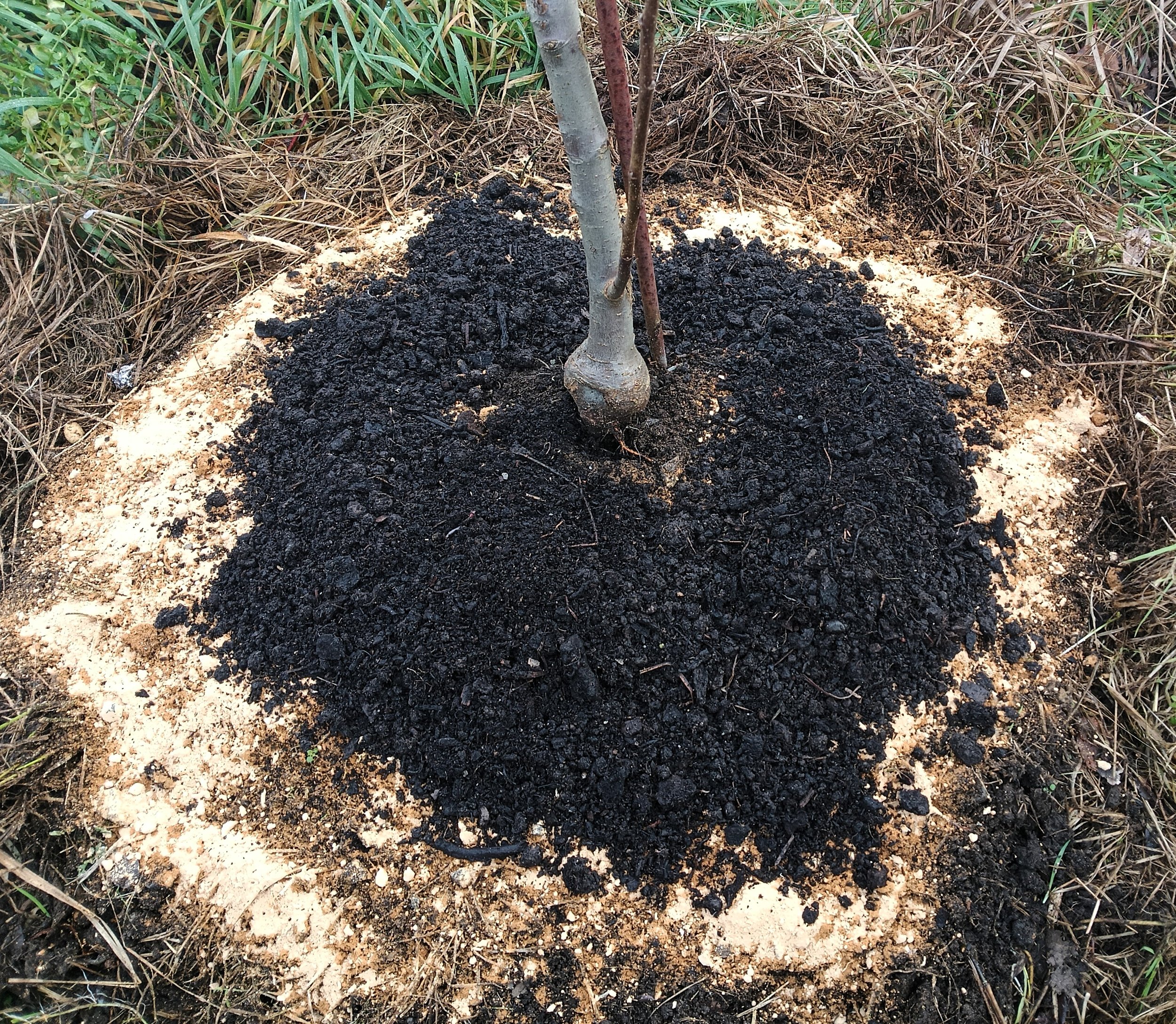 Young tree planted in a circular mound of soil with black mulch and sandy soil surrounding it.