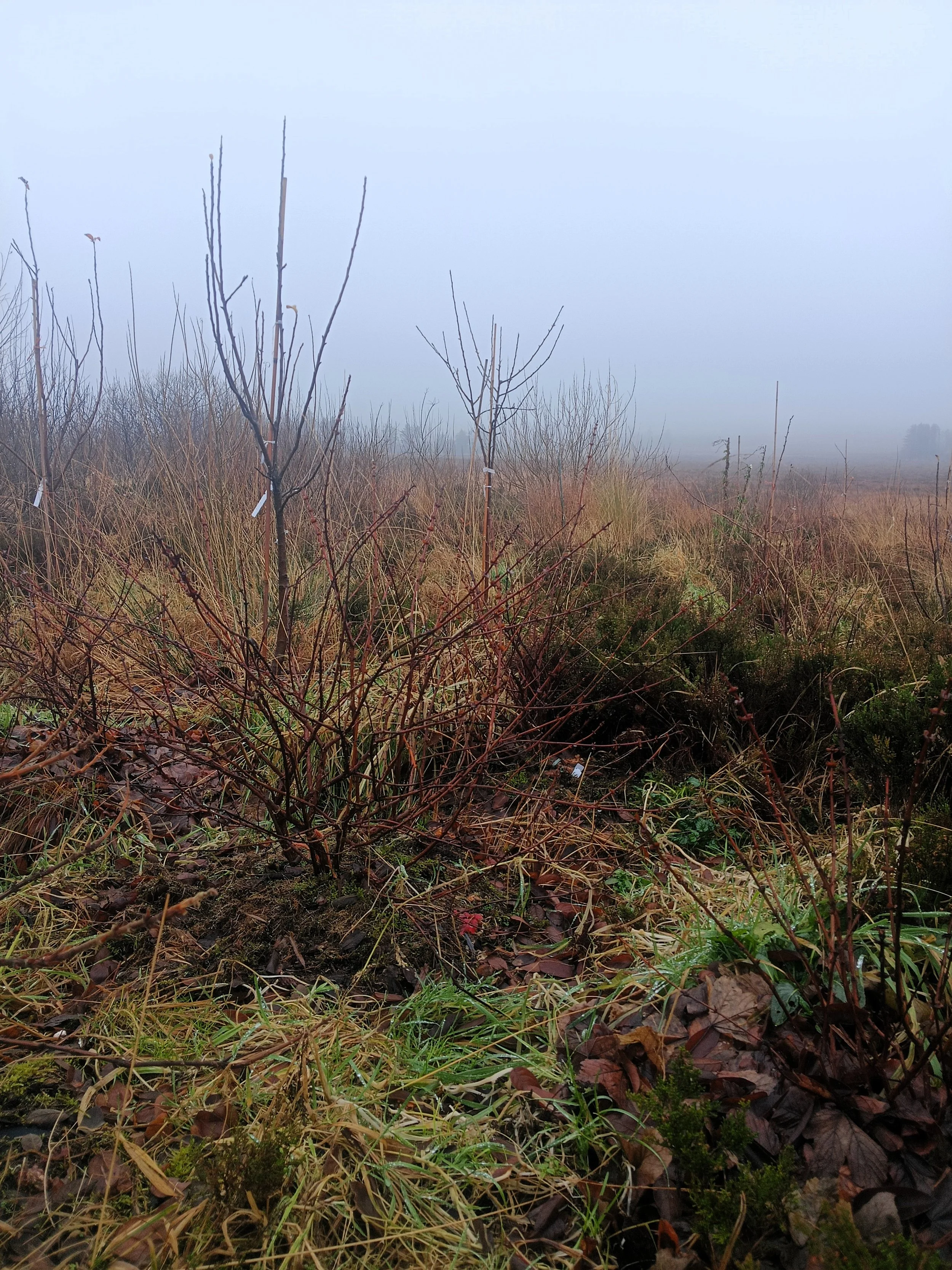 A foggy field with young, leafless trees and shrubs, some with tags, and grass and fallen leaves on the ground.