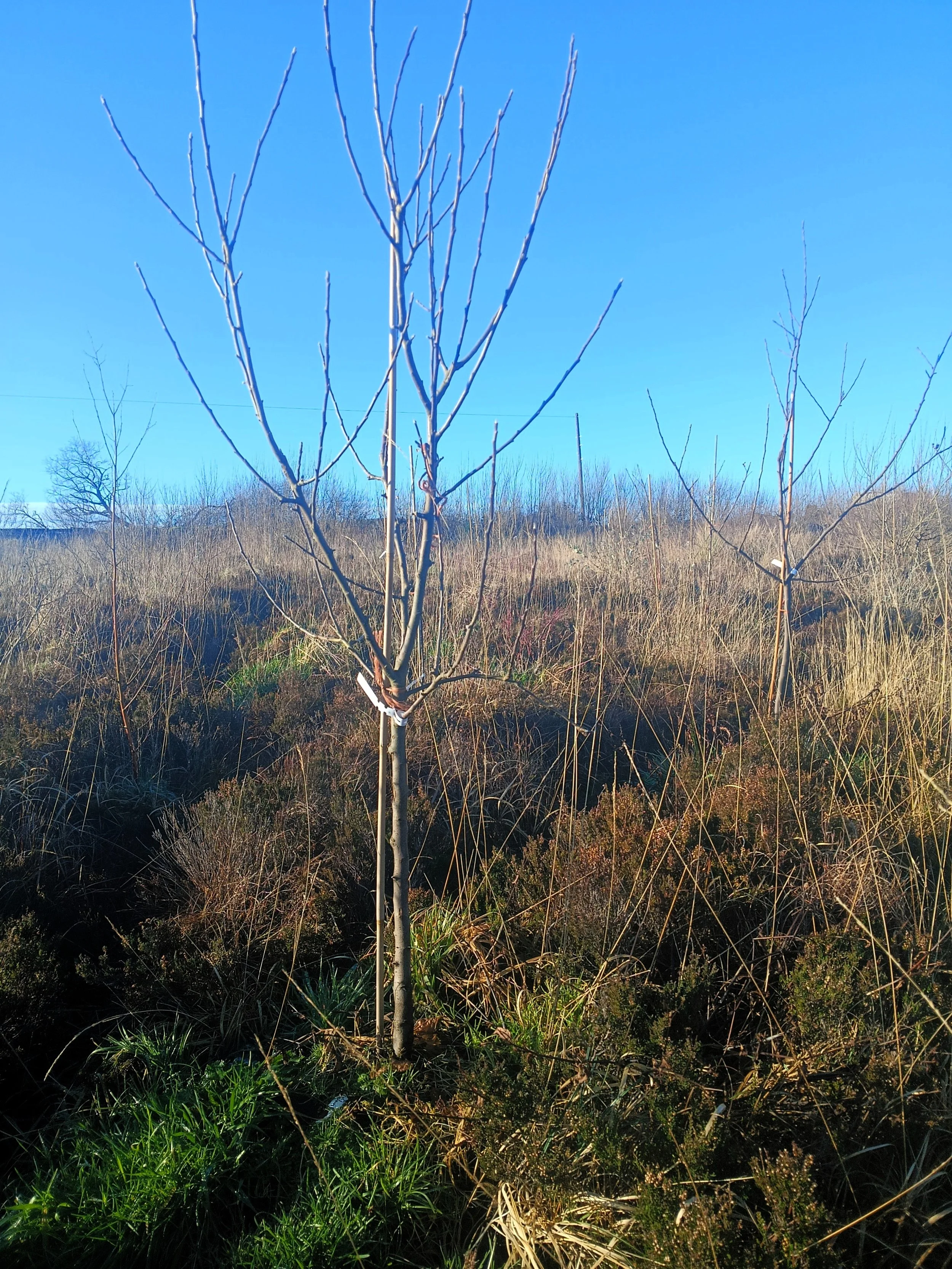 A young, leafless tree in a field with dry grasses and small bushes, under a clear blue sky.
