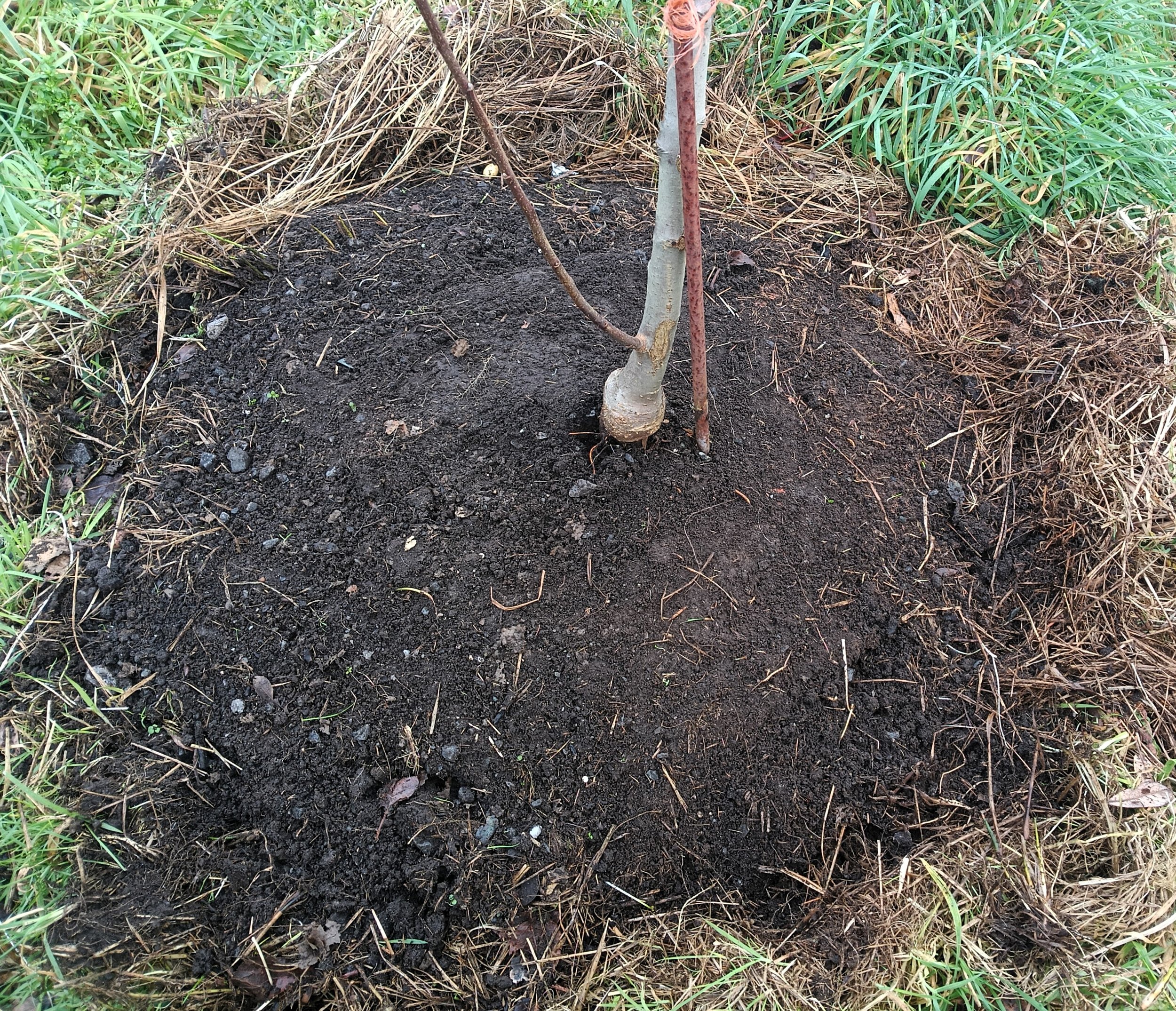 Young tree with exposed roots planted in freshly turned soil, surrounded by grass and dry brown grass.