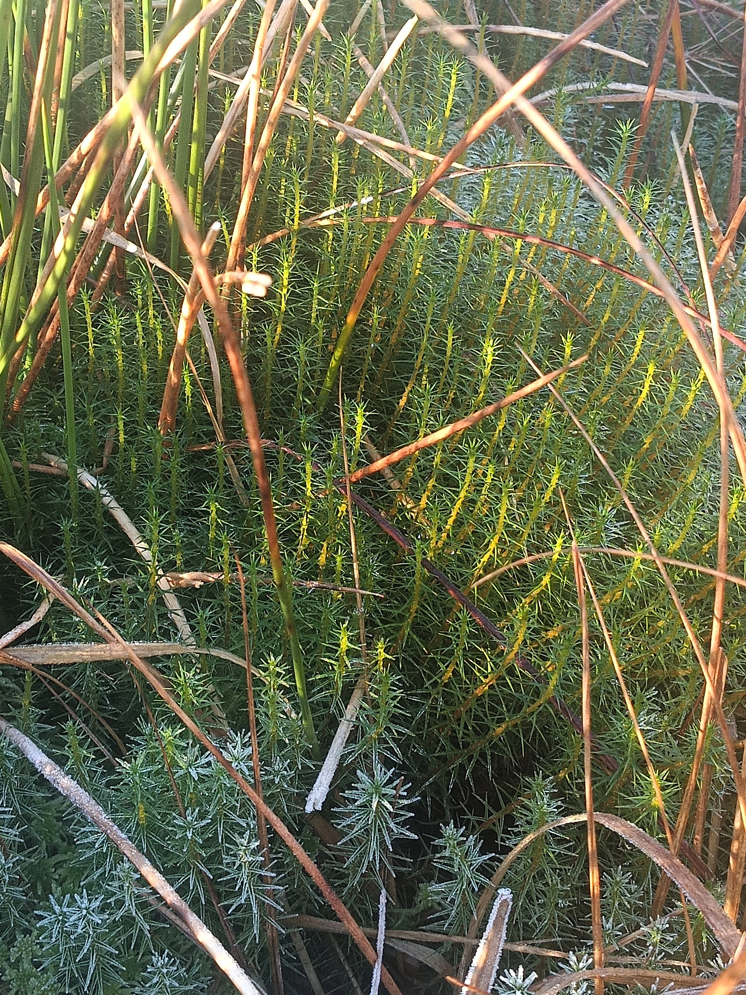 Close-up of green grass and small plants with some brown and dry grass blades among them.
