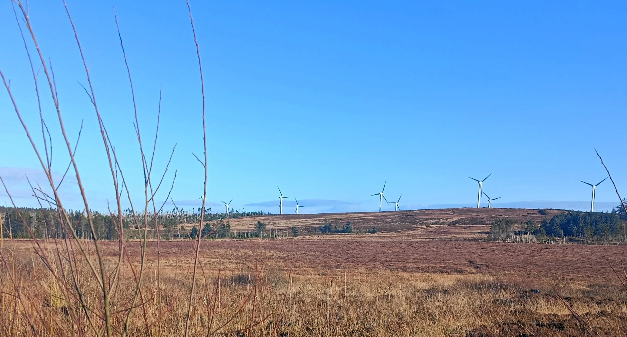 Open landscape with brown grass and few leafless trees in foreground, hills with wind turbines in background, under a clear blue sky.