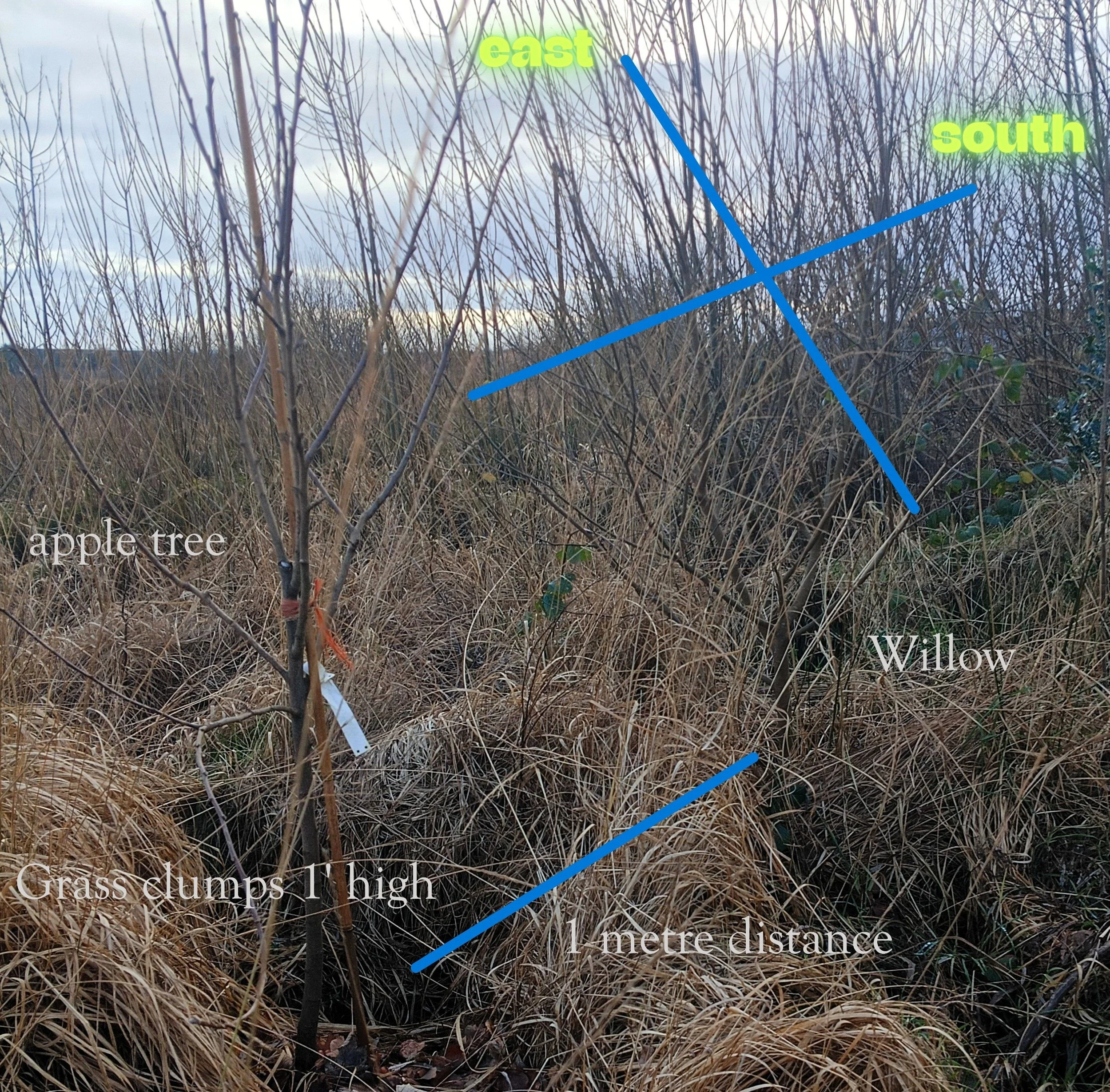 A photograph of a natural landscape with dry grass, sparse bushes, and a young apple tree with a tag. The sky is cloudy with a hint of blue. Text on the image marks directions 'east' and 'south' with blue lines, and notes typical height of grass clumps and the distance of one meter.