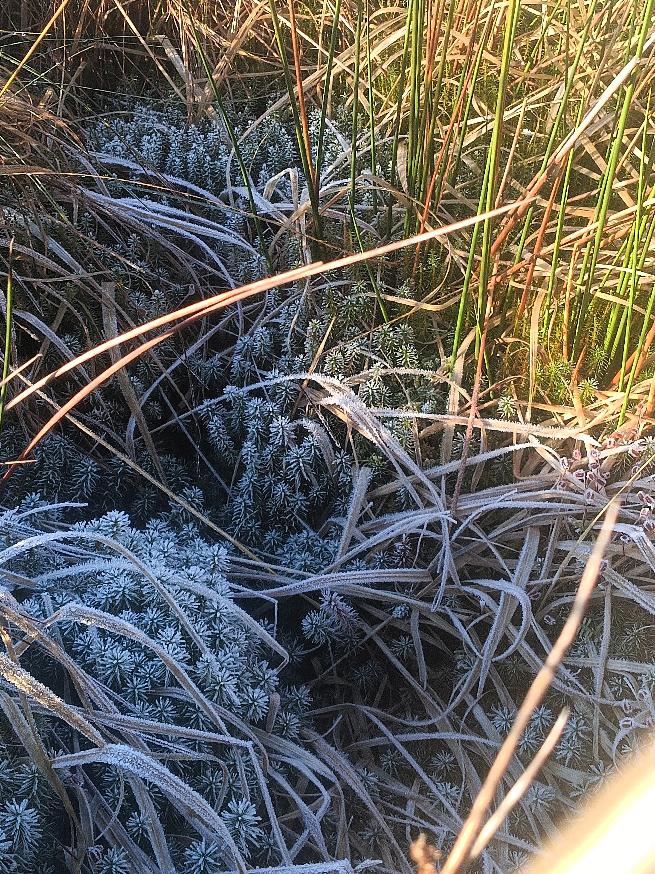 Frost-covered grass and small plants in a natural setting with green and brown tall grasses around.