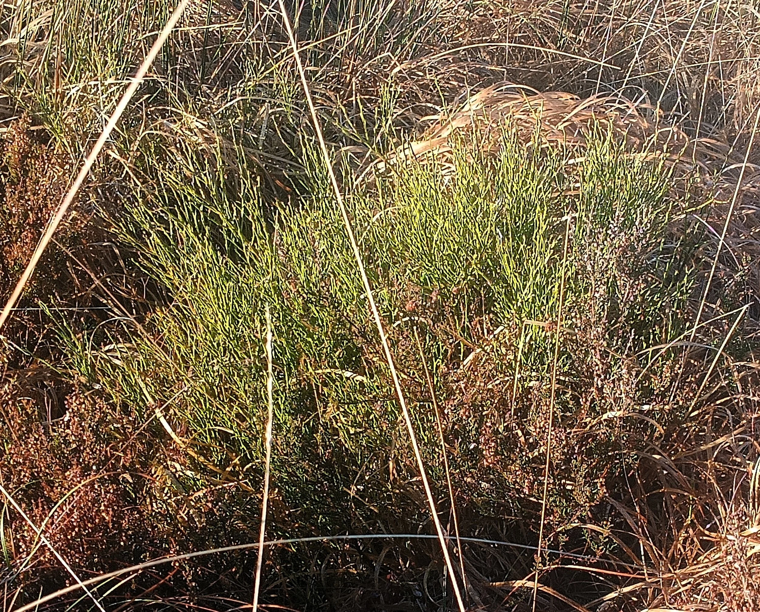 Wild grasses and plants growing on a hillside with dry, brown and green vegetation.