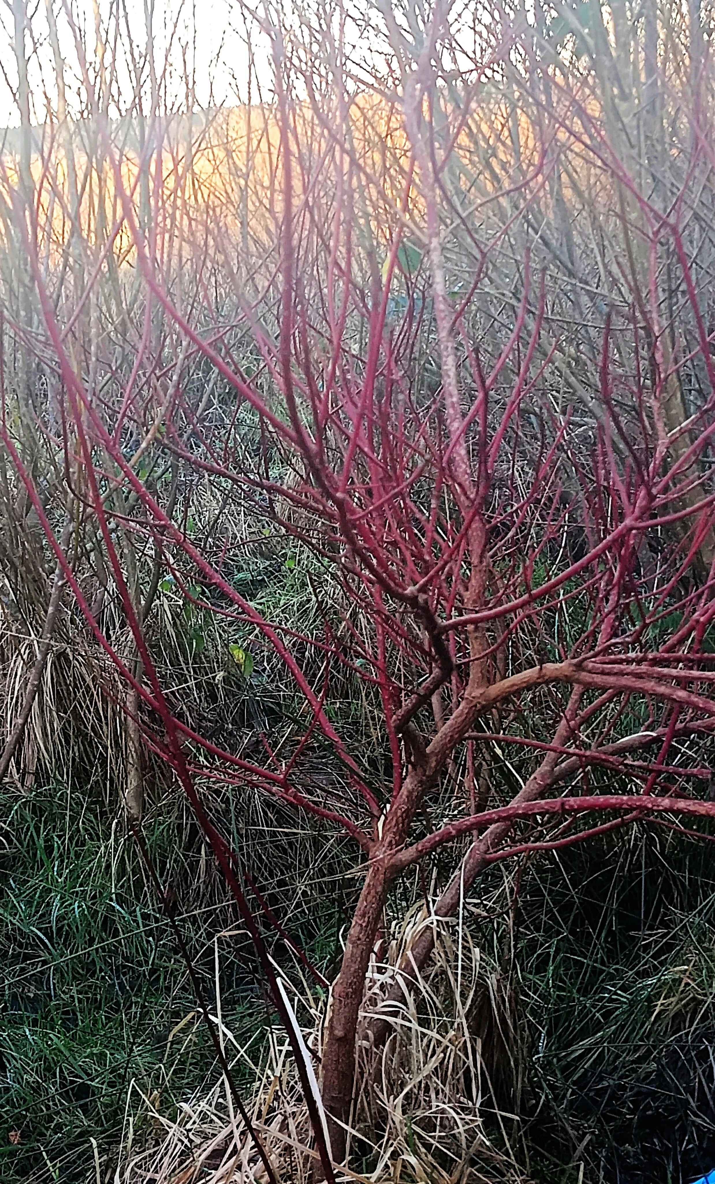 A small, leafless red shrub with multiple thin branches growing among dry grass and other bushes, during sunset.
