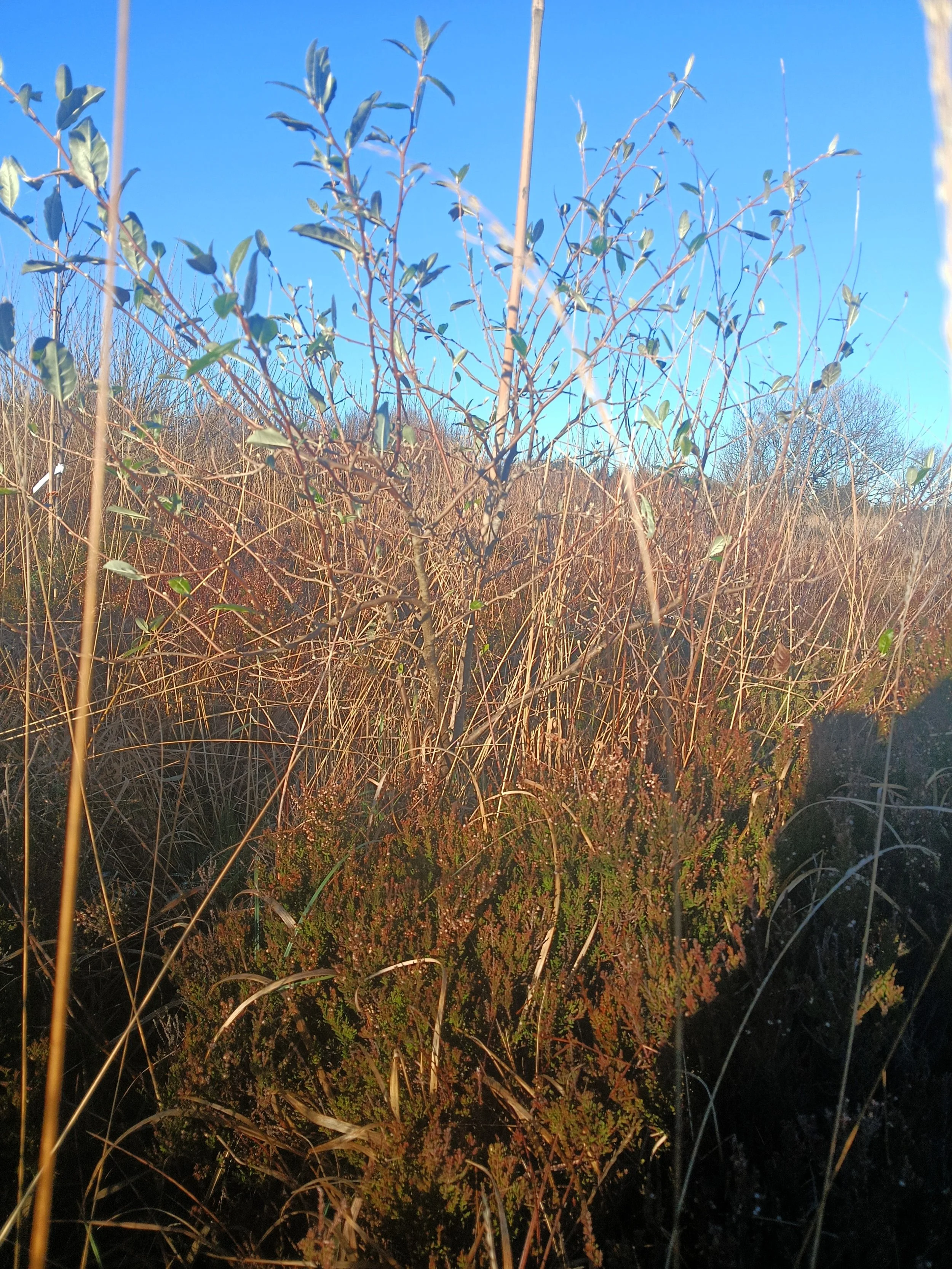 Overgrown grass and shrubs in a field under a clear blue sky.