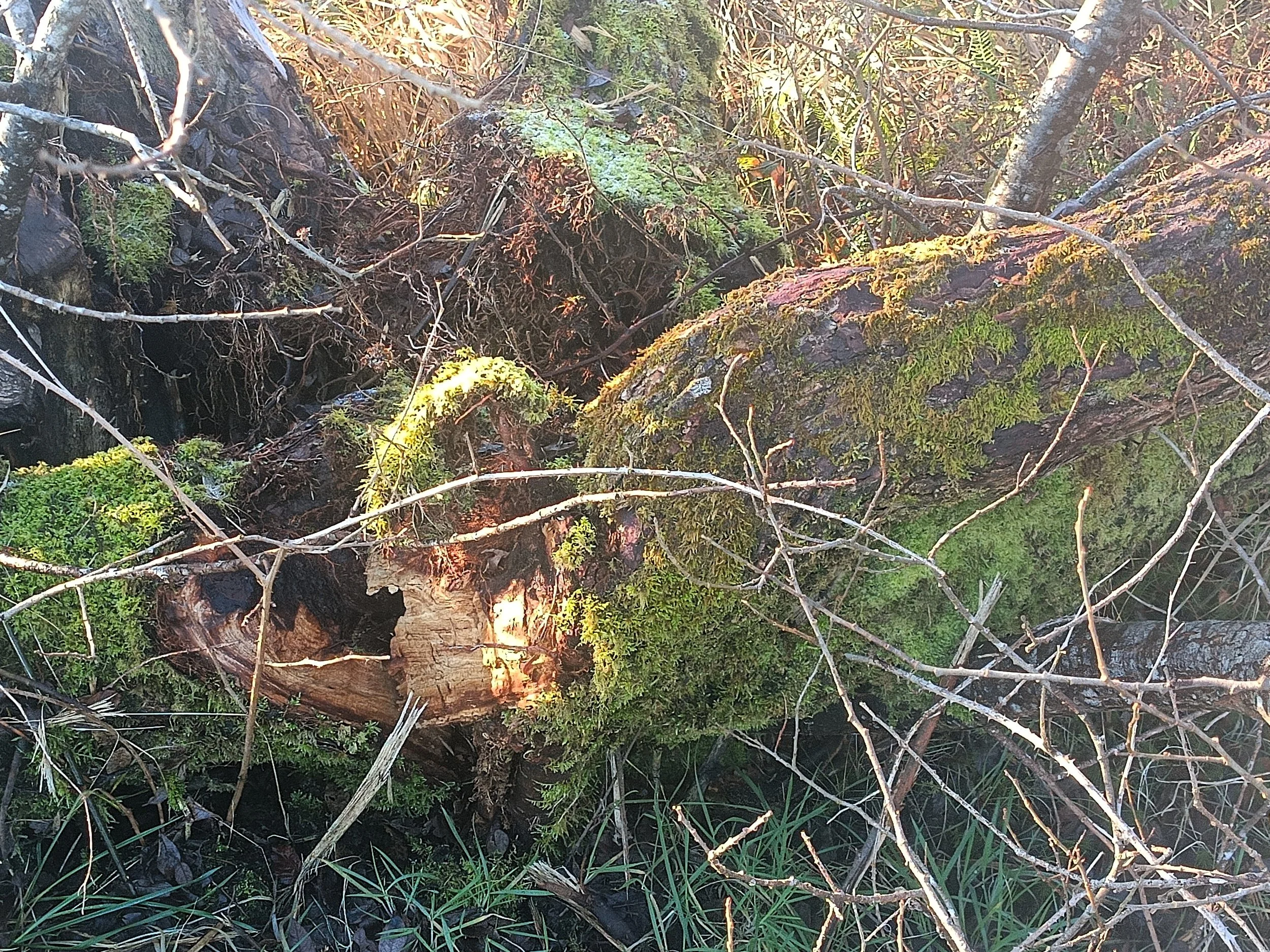 Close-up of a moss-covered fallen tree trunk with surrounding branches and foliage in a forest.