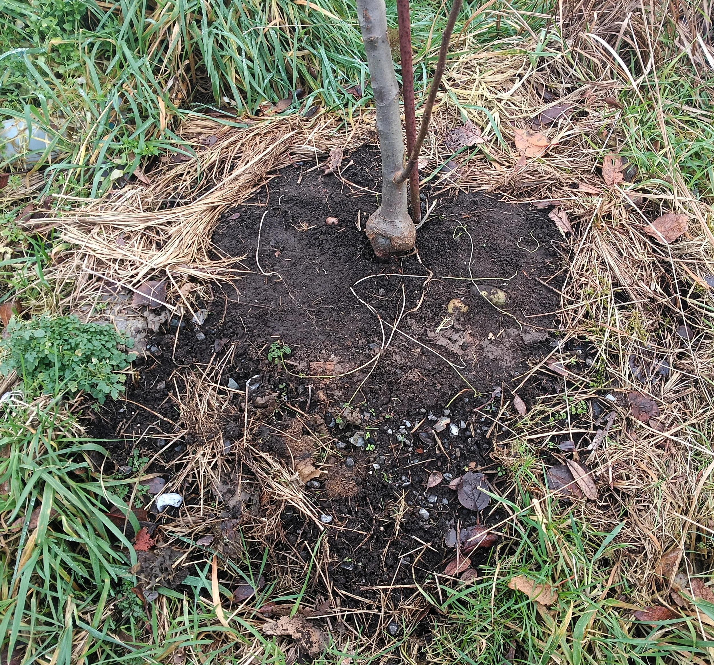 Young tree planted in soil with dried grass and green plants surrounding it.