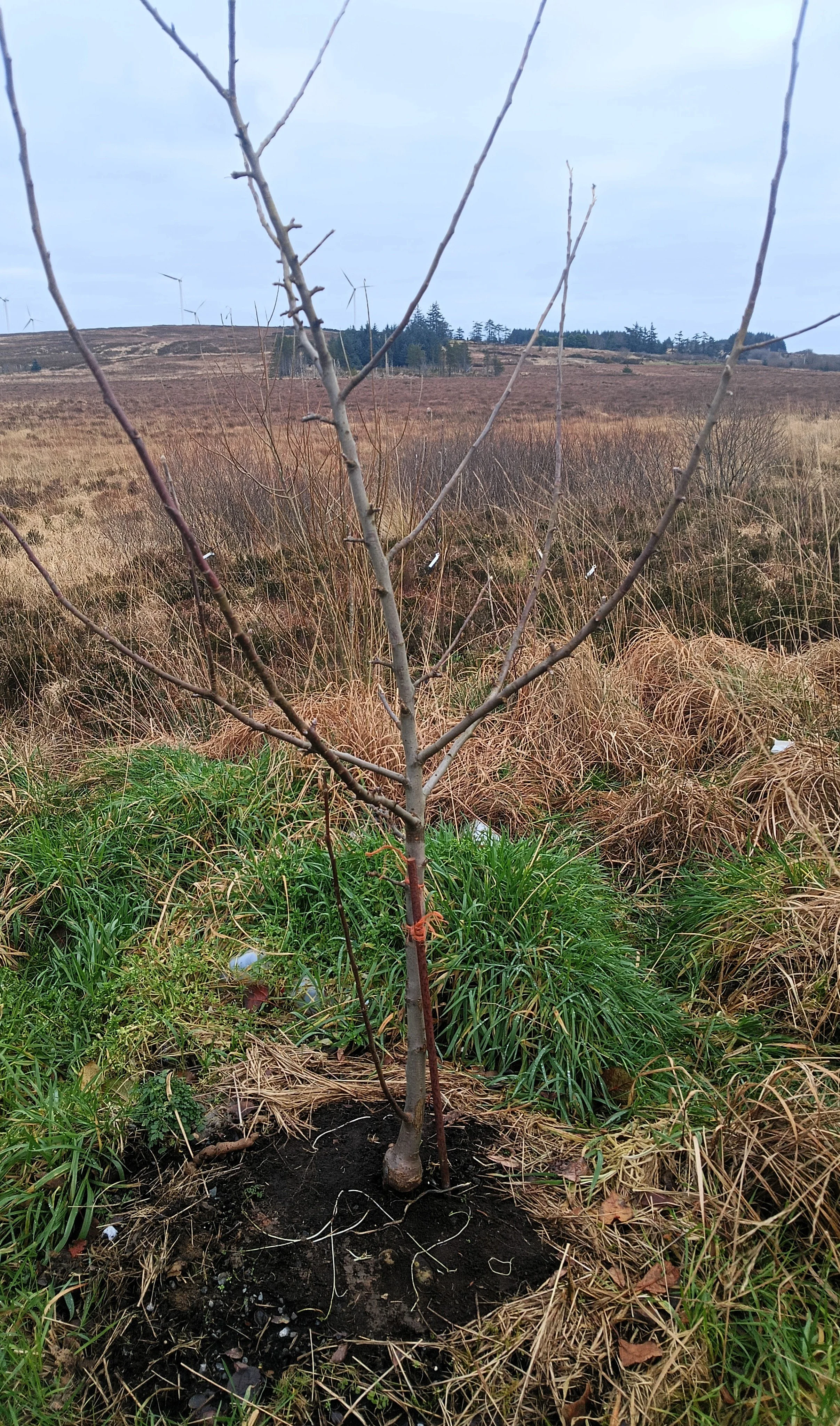 Young tree planted in a field with wind turbines in the background and overcast sky.