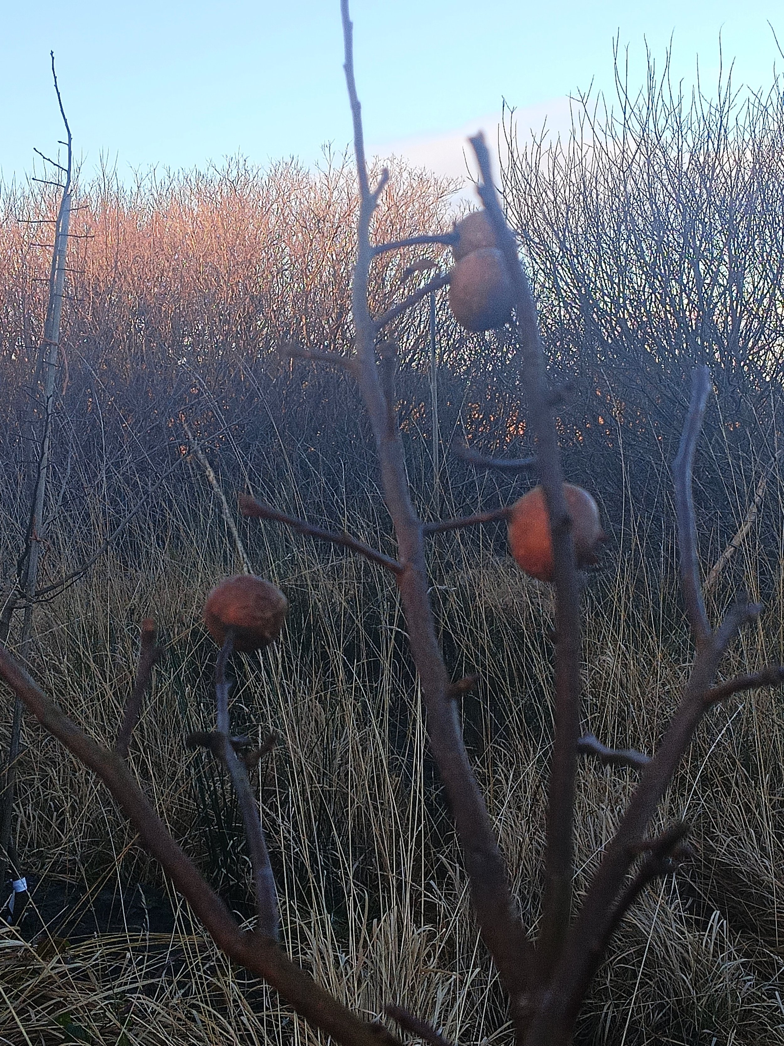 Close-up of dry, brown plant with small, shriveled orange berries against a background of tall grasses and bare bushes, under a clear sky at sunset.