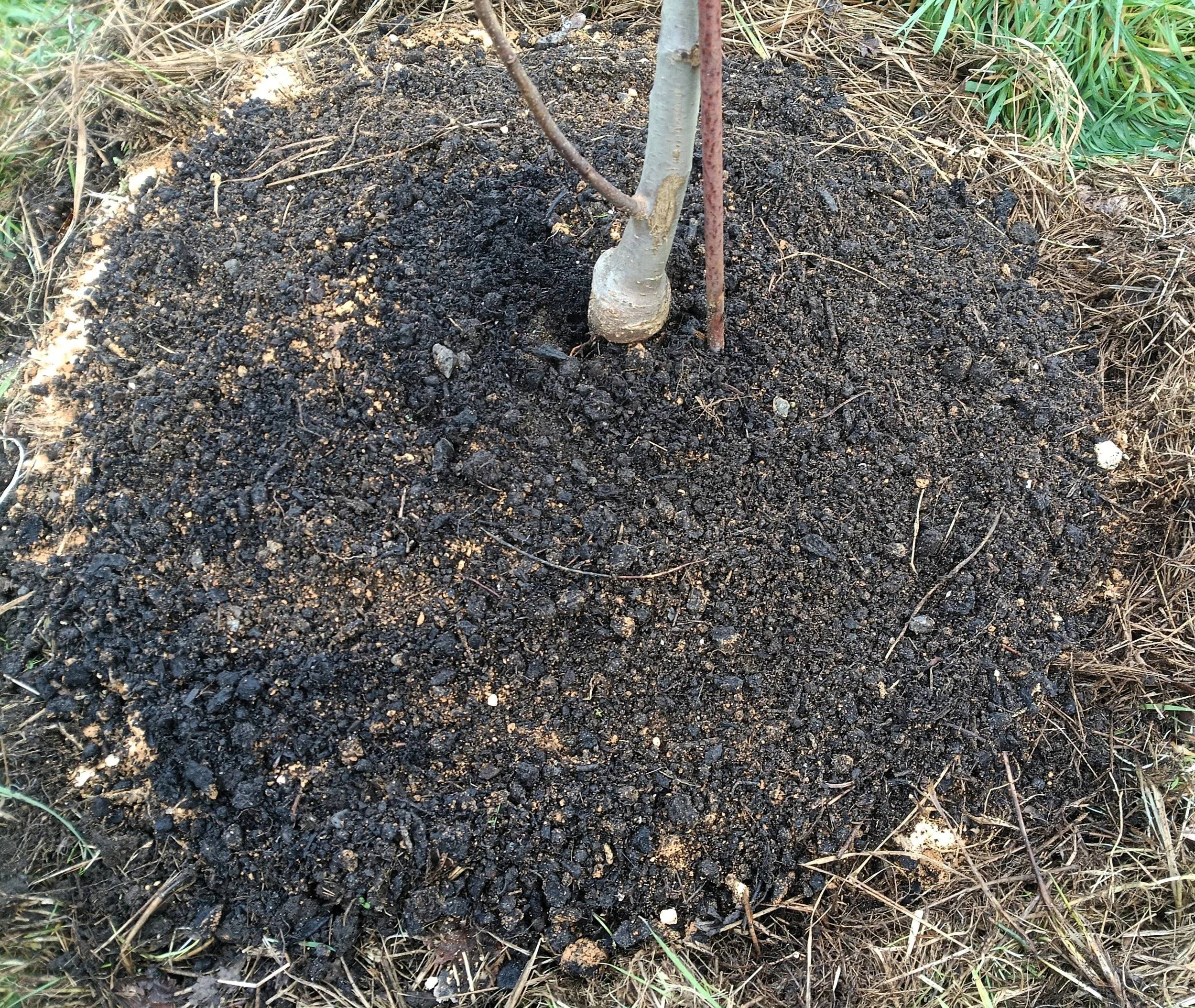 A freshly planted small tree with a thin trunk in dark soil, surrounded by grassy ground.