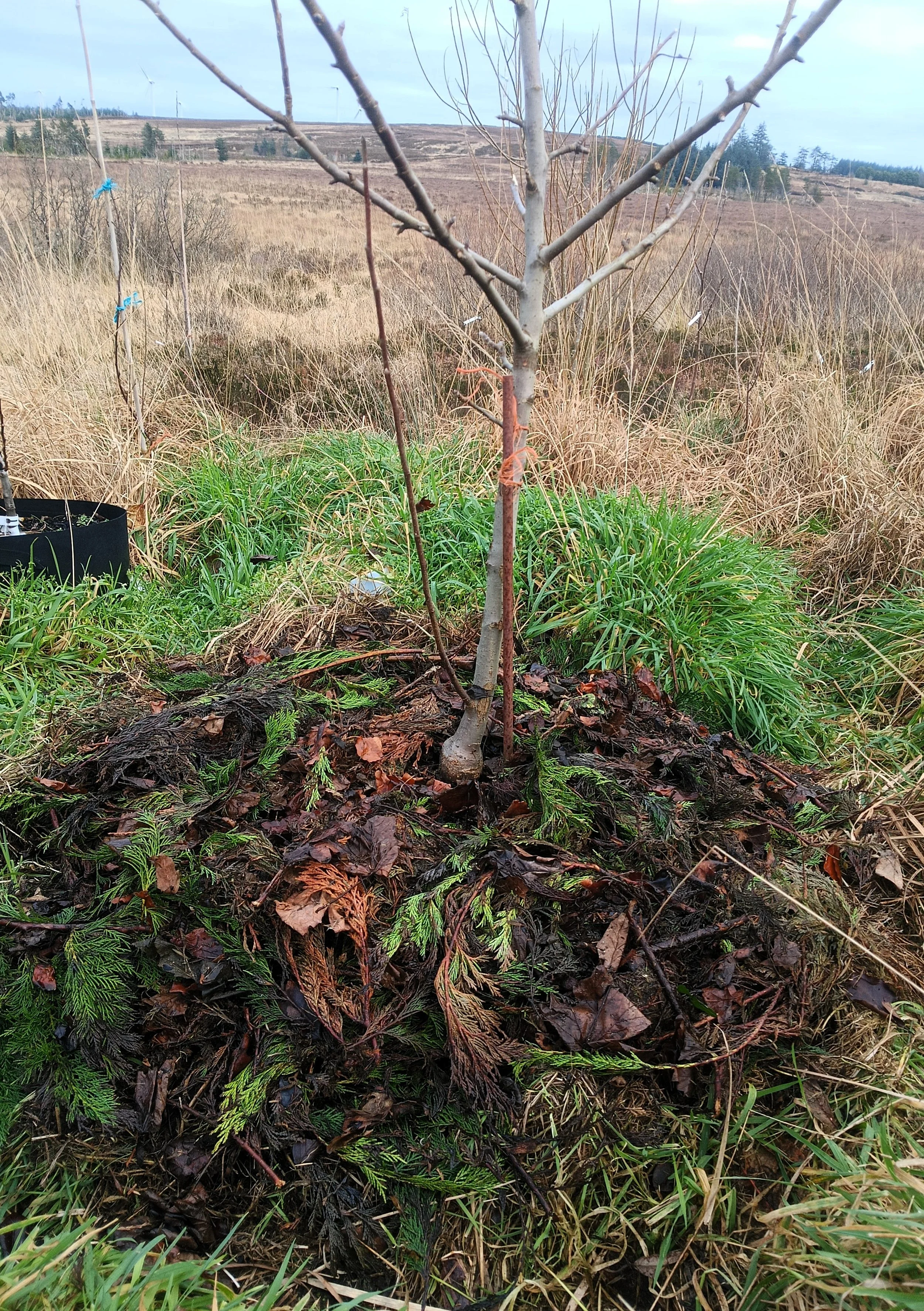 Young tree planted in a natural landscape with dry grass, green plants, and a cloudy sky in the background.