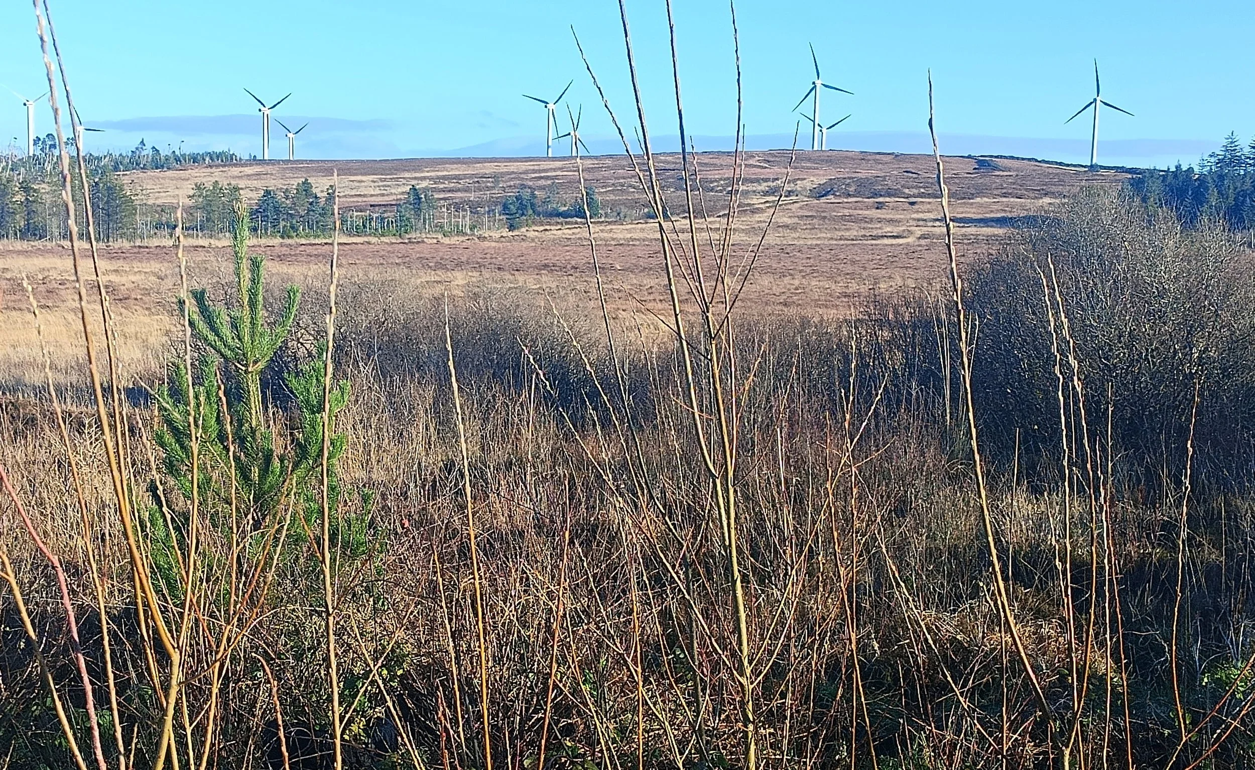 A landscape with dry tall grass, small green pine tree in foreground, rolling hills in the background, wind turbines on the horizon under a clear blue sky.