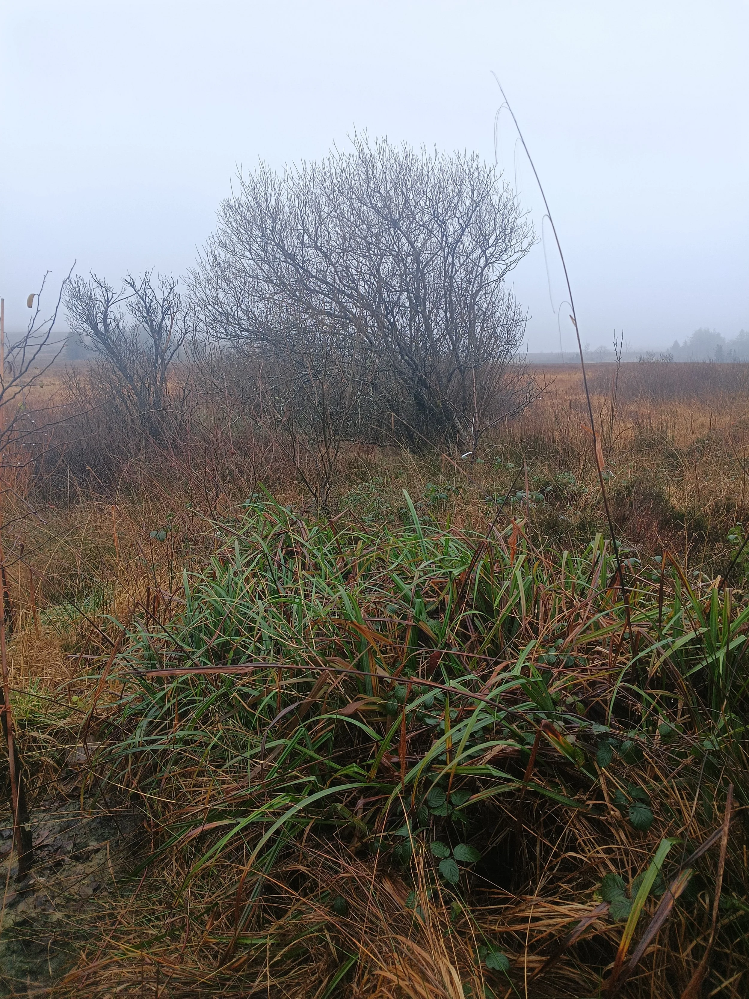 A foggy, overcast landscape with tall grass and a leafless shrub.