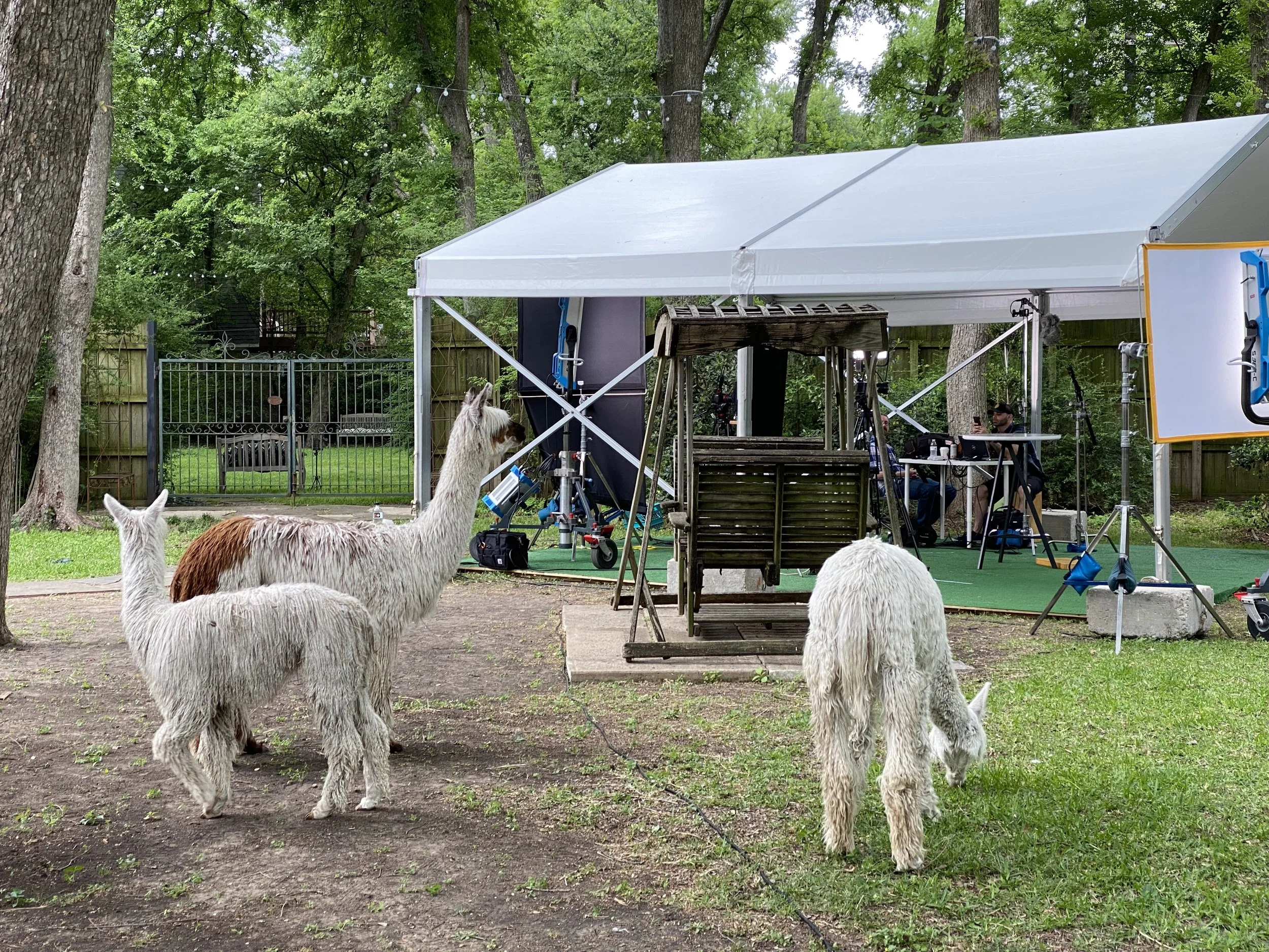 A behind-the-scenes look at a film or video shoot featuring three llamas in a backyard. The setup includes a white canopy, lighting equipment, and crew members working at a table with cameras and monitors. The llamas are tied in the foreground, with two grazing and one standing upright, surrounded by trees and a wooden fence.