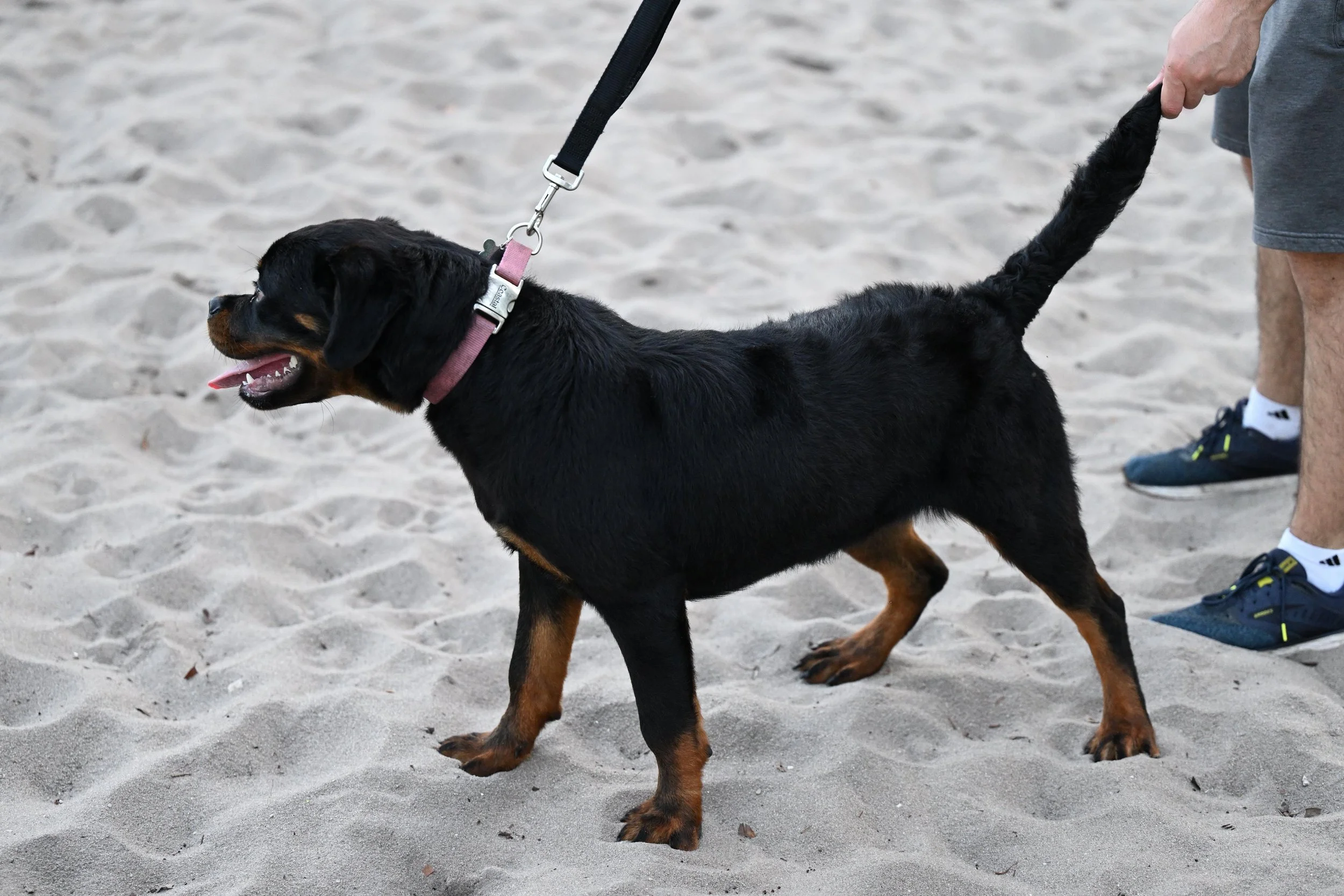 A black and brown puppy on a leash being held by a person on the beach, with sand visible beneath it.