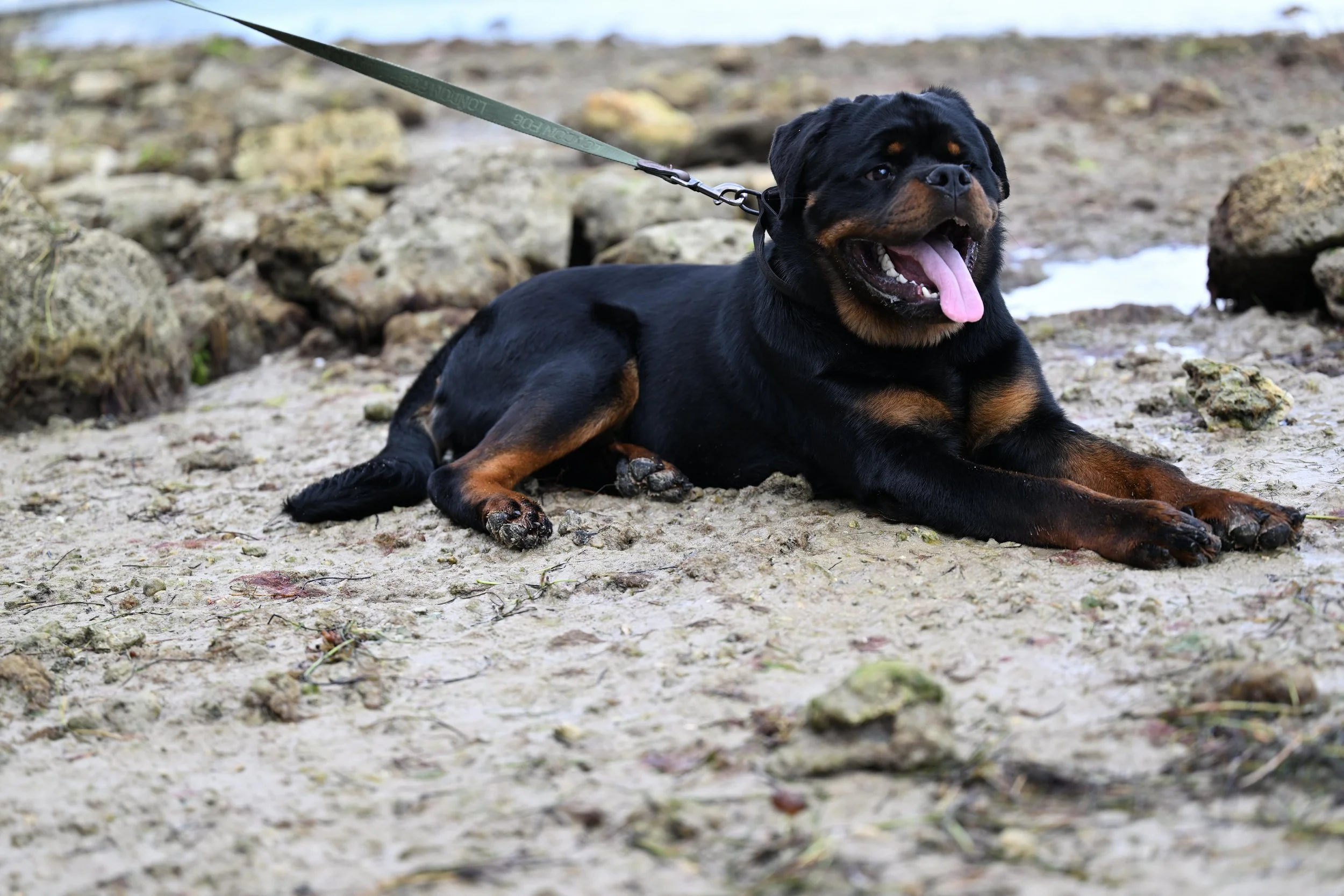 A Rottweiler lying on sandy ground near rocks with a leash attached, panting with tongue out, outdoors near water.