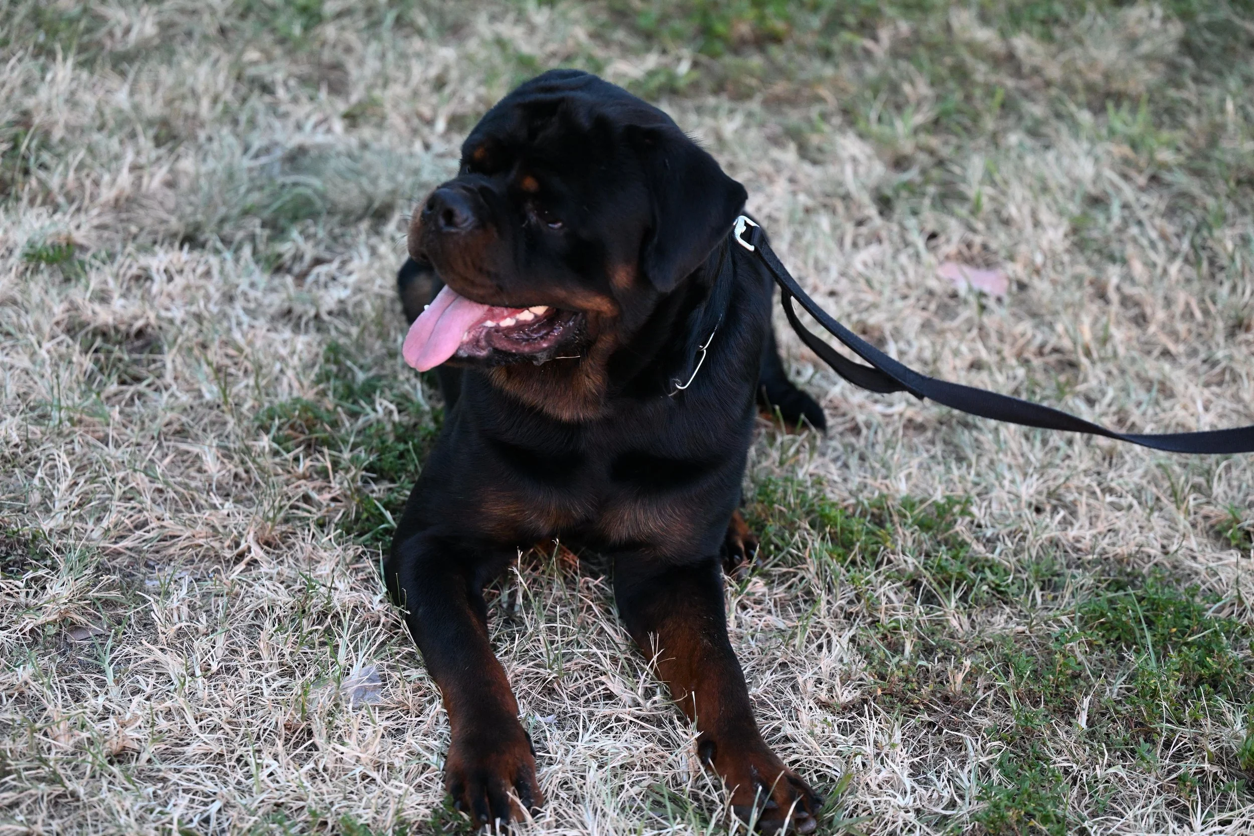 A Rottweiler dog sitting on grass with its tongue out, wearing a collar and leash.